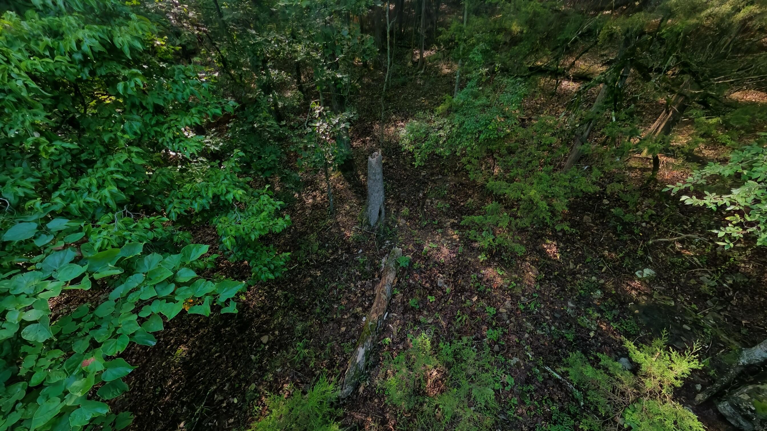 Photo 4 - Land for sale – 000  County Road 477   Clarkridge, AR