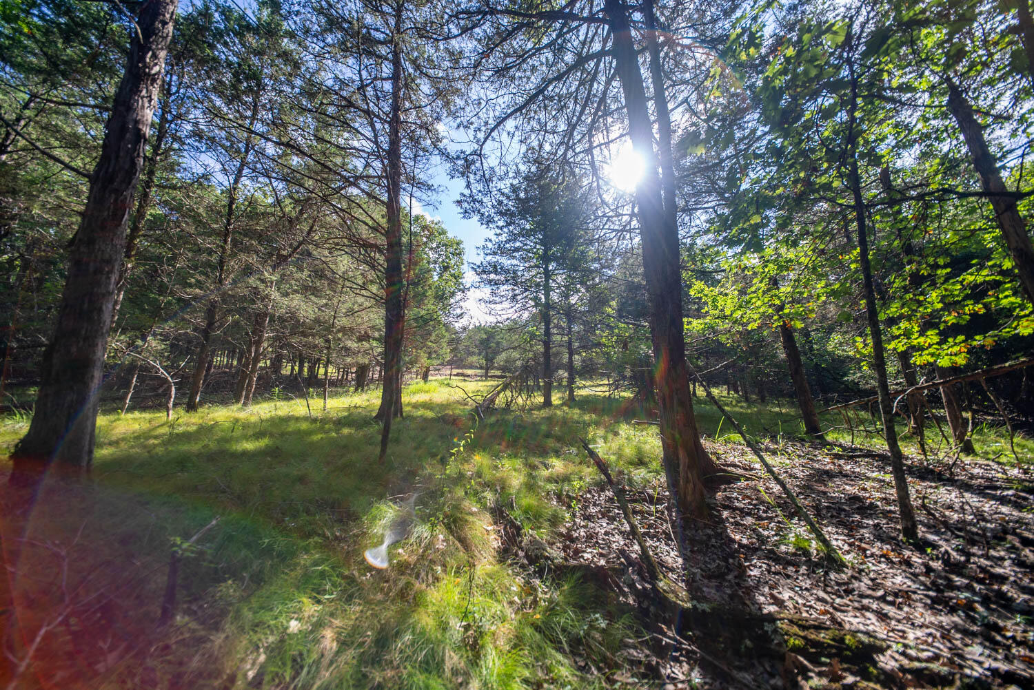 Photo 28 - Land for sale – 000  County Road 477   Clarkridge, AR