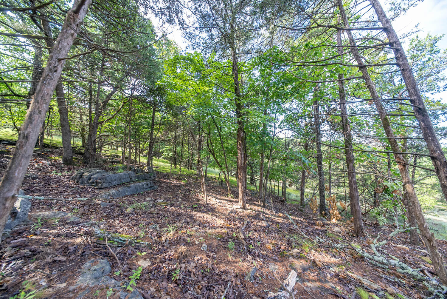 Photo 19 - Land for sale – 000  County Road 477   Clarkridge, AR