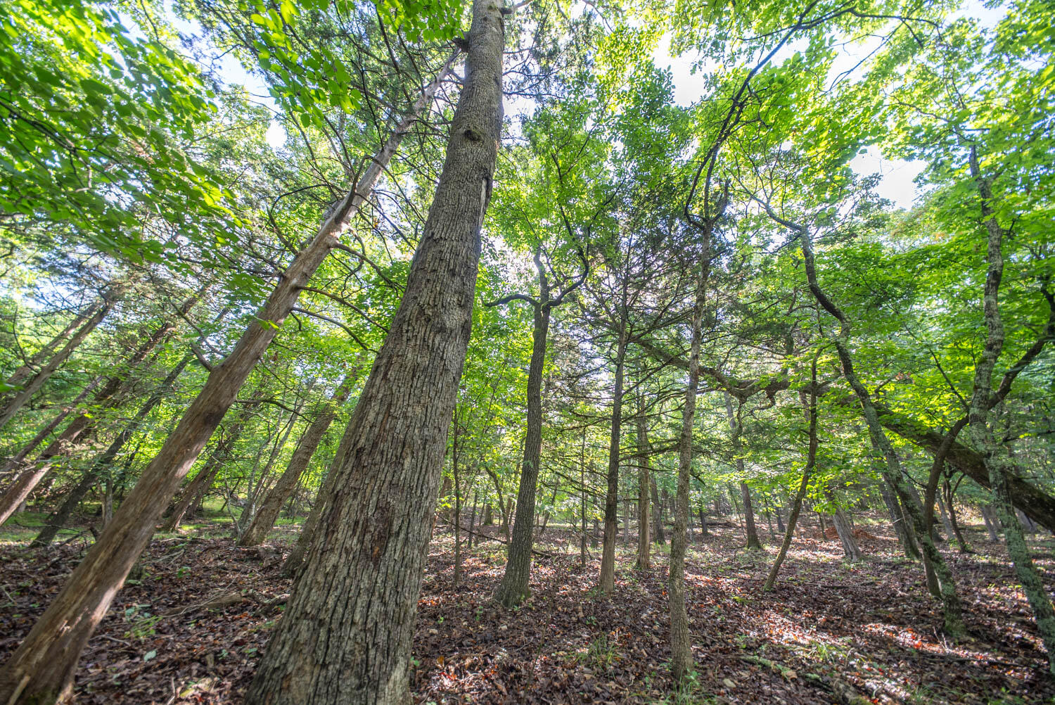 Photo 23 - Land for sale – 000  County Road 477   Clarkridge, AR