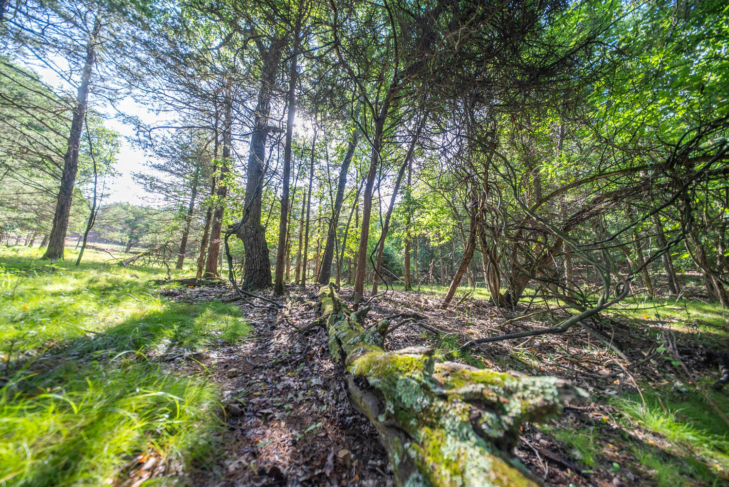 Photo 27 - Land for sale – 000  County Road 477   Clarkridge, AR