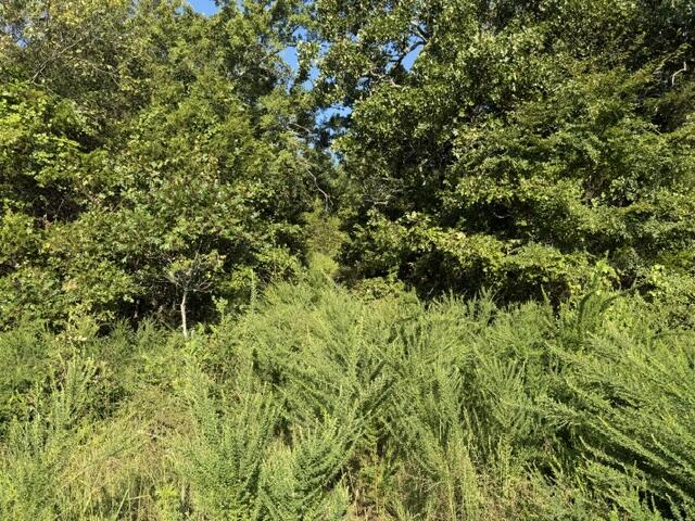 Photo 6 - Land for sale – Tbd  County Road 9068   Green Forest, AR
