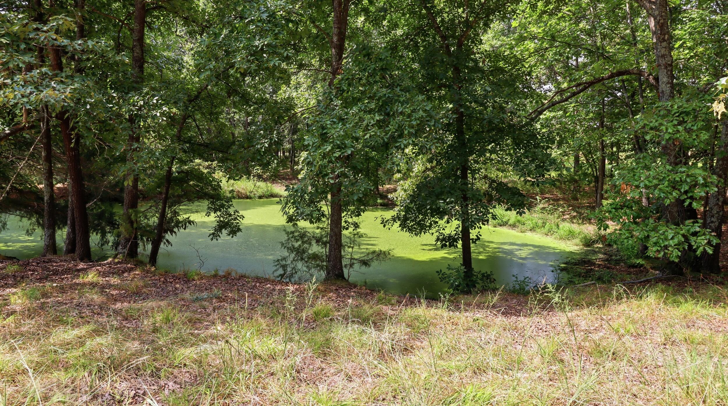 Photo 7 - Farm for sale – 134  Mcintire Road  Caulfield, MO