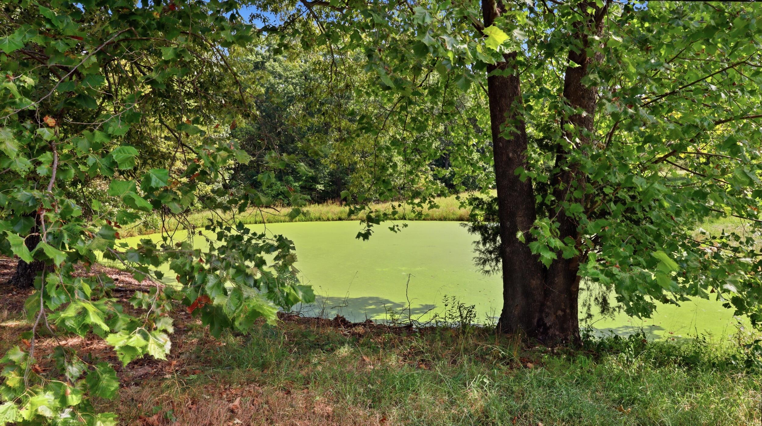 Photo 26 - Farm for sale – 134  Mcintire Road  Caulfield, MO