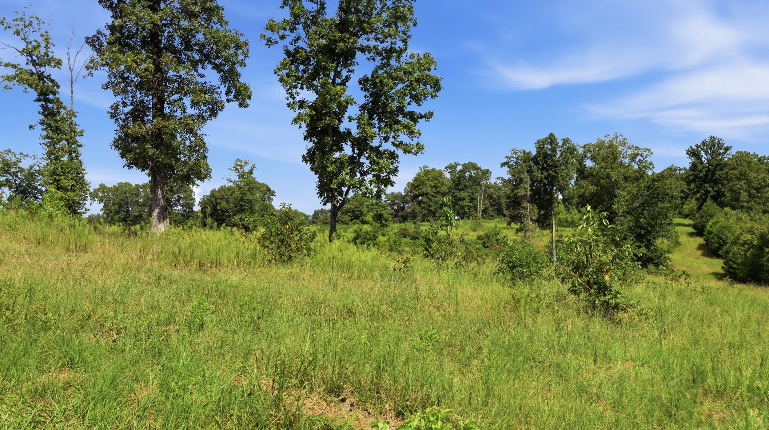 Photo 8 - Farm for sale – 134  Mcintire Road  Caulfield, MO