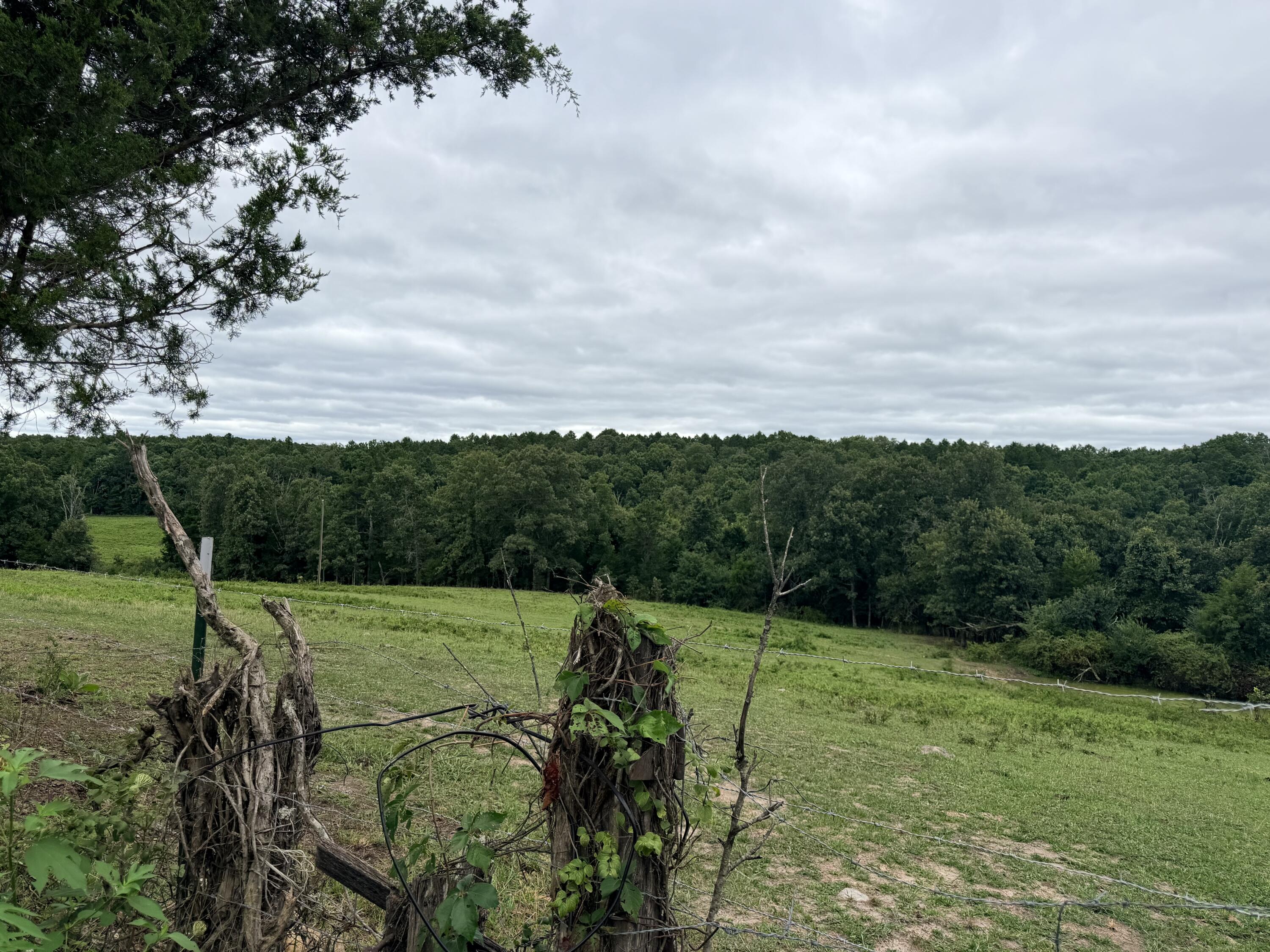 Photo 11 - Land for sale – 000  County Road 585   Winona, MO