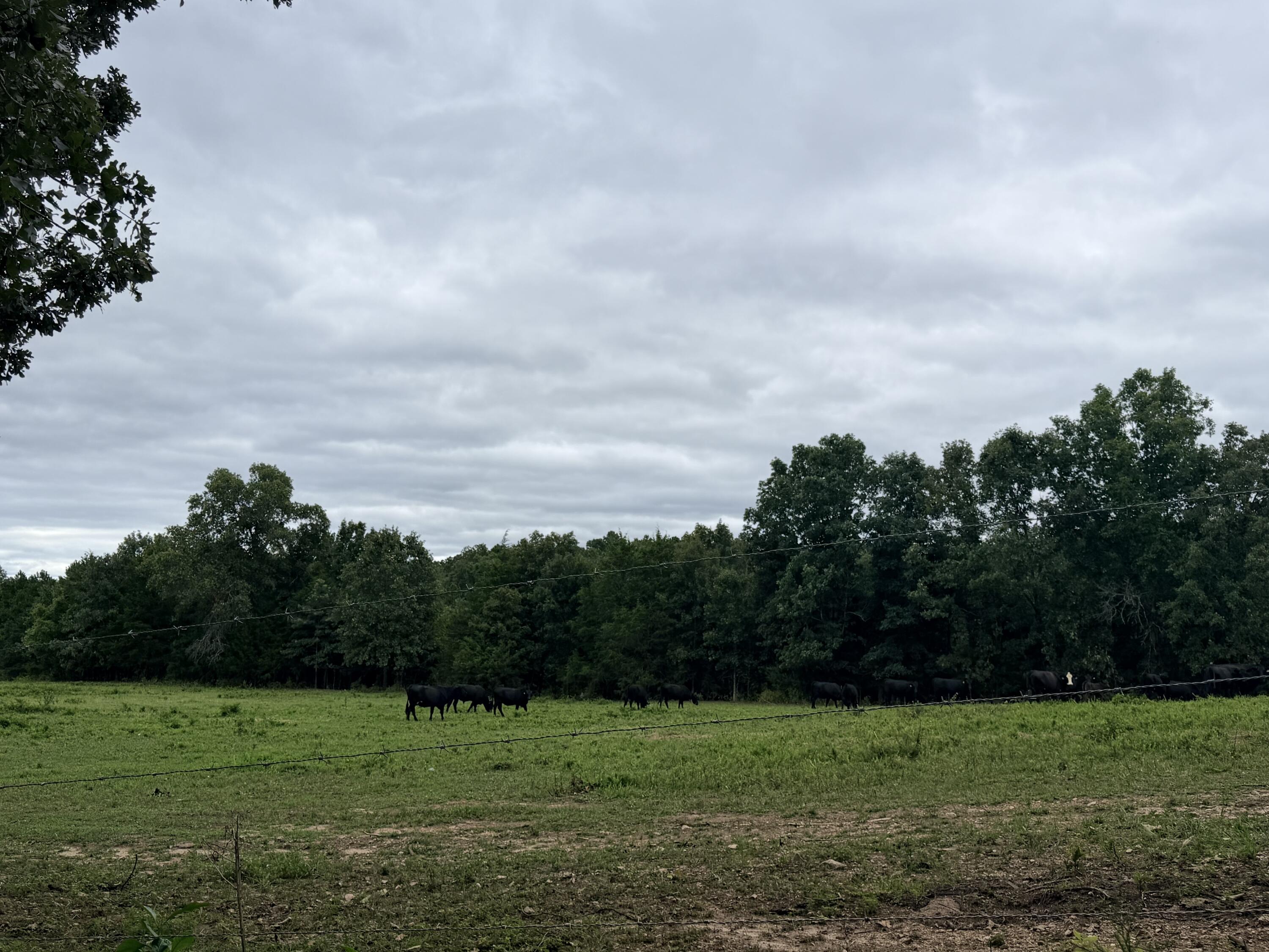 Photo 13 - Land for sale – 000  County Road 585   Winona, MO