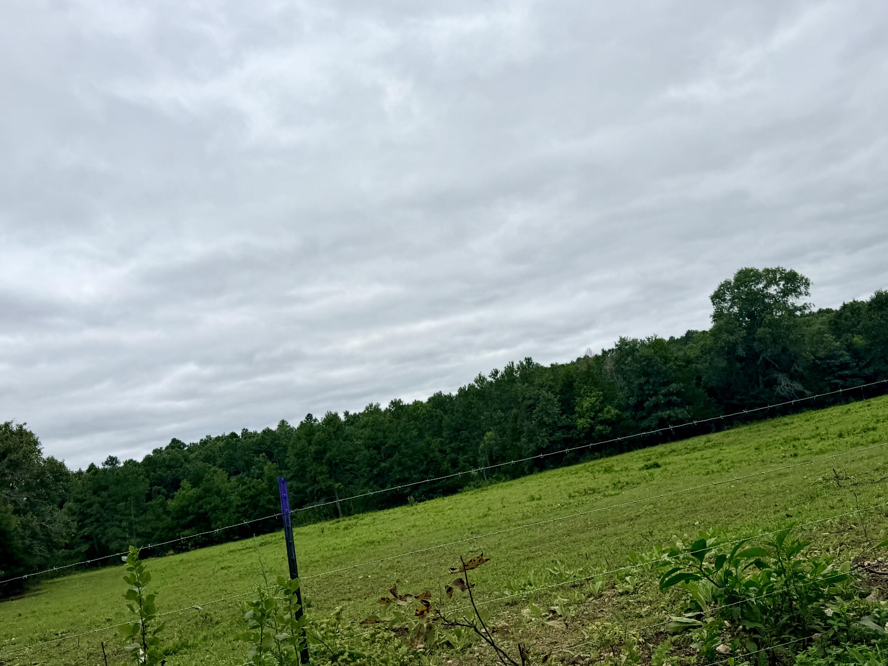 Photo 8 - Land for sale – 000  County Road 585   Winona, MO