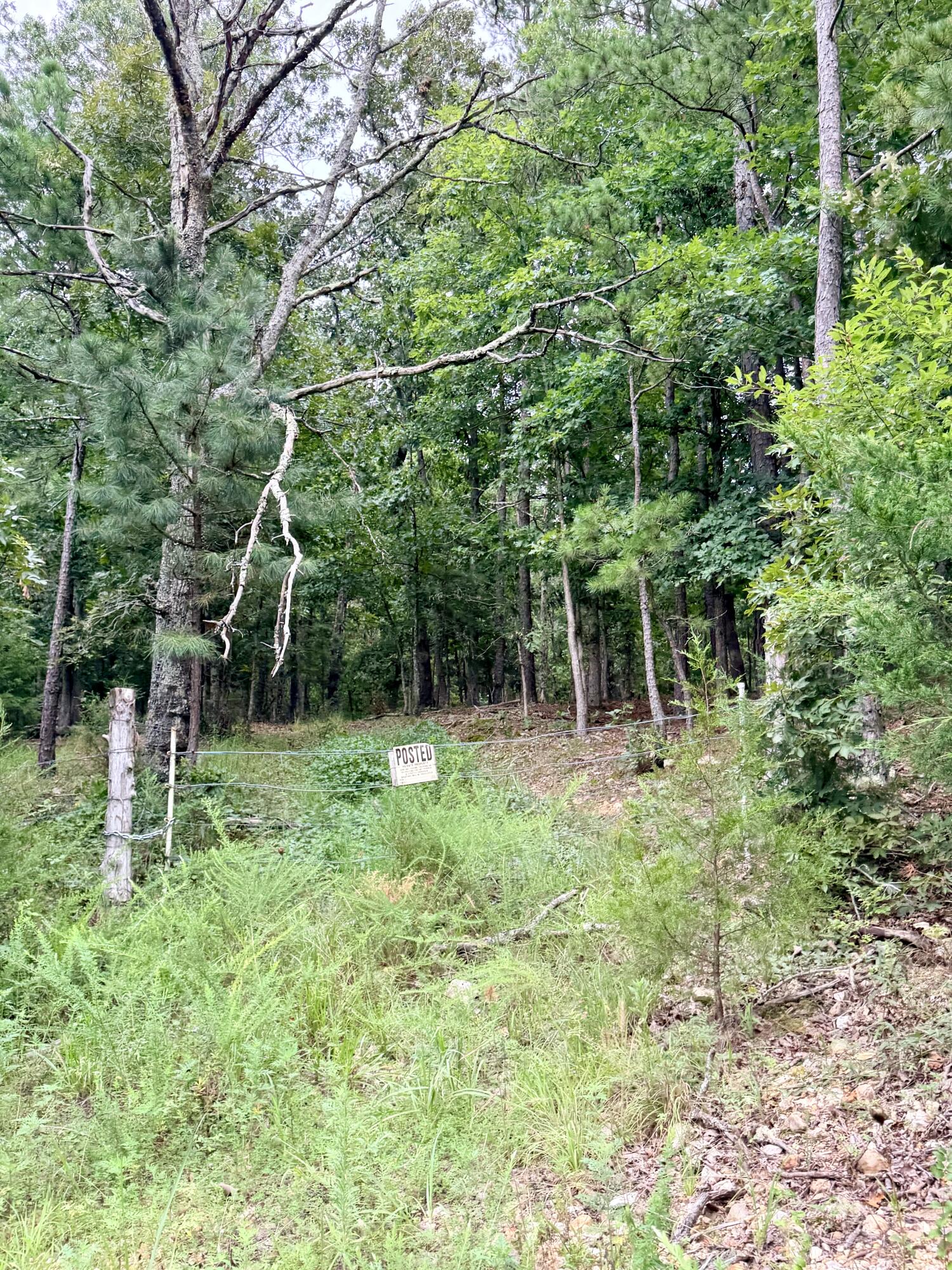 Photo 14 - Land for sale – 000  County Road 585   Winona, MO
