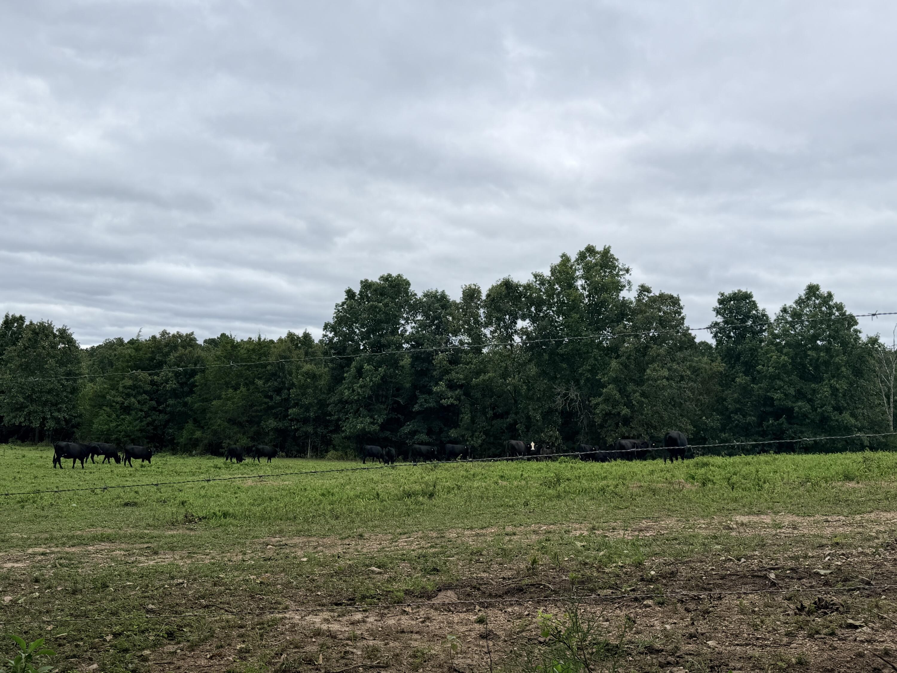 Photo 9 - Land for sale – 000  County Road 585   Winona, MO