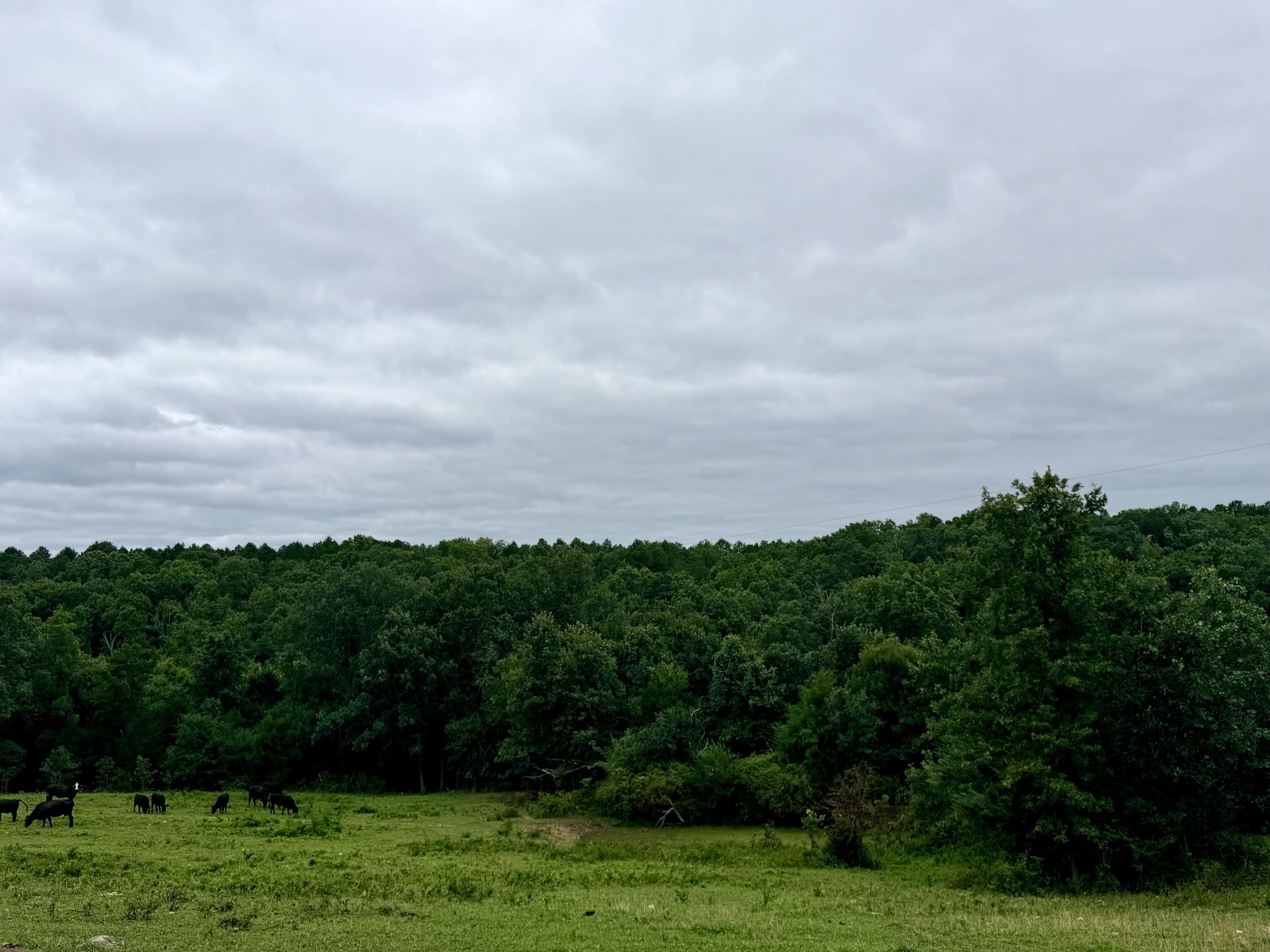 Photo 4 - Land for sale – 000  County Road 585   Winona, MO