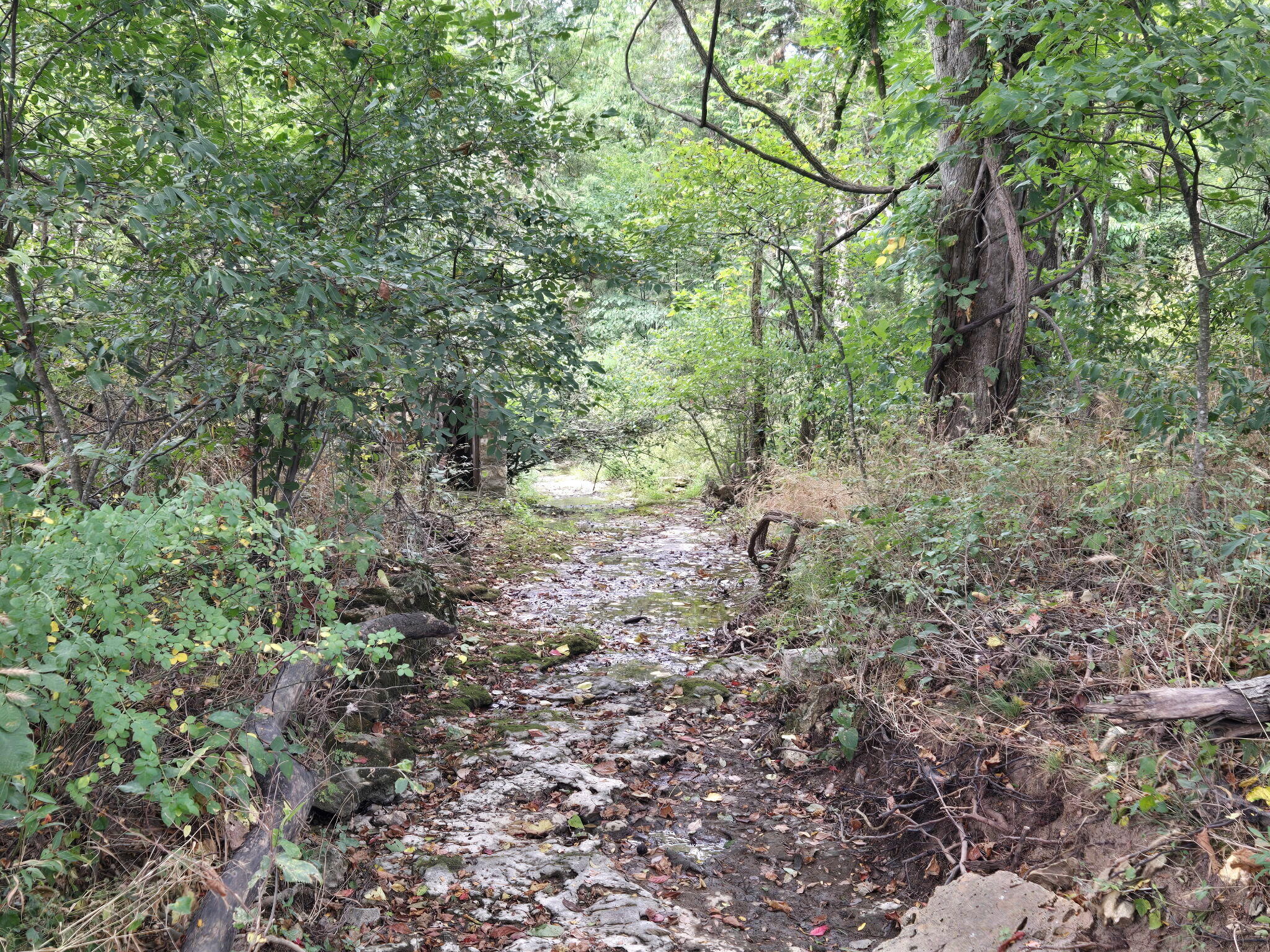 Photo 10 - Land for sale – 00  Hico Road  Long Lane, MO