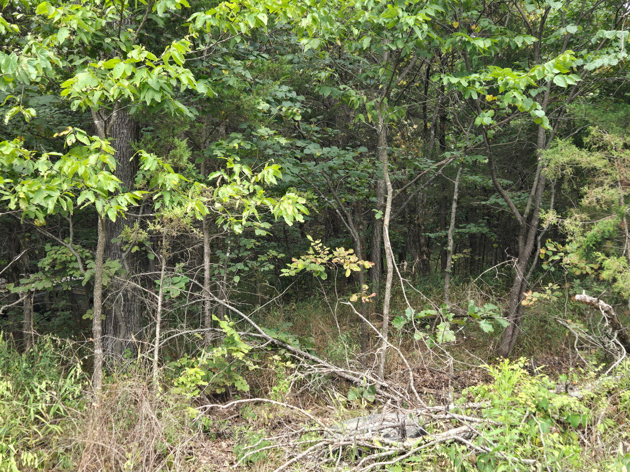 Photo 11 - Land for sale – 00  Hico Road  Long Lane, MO