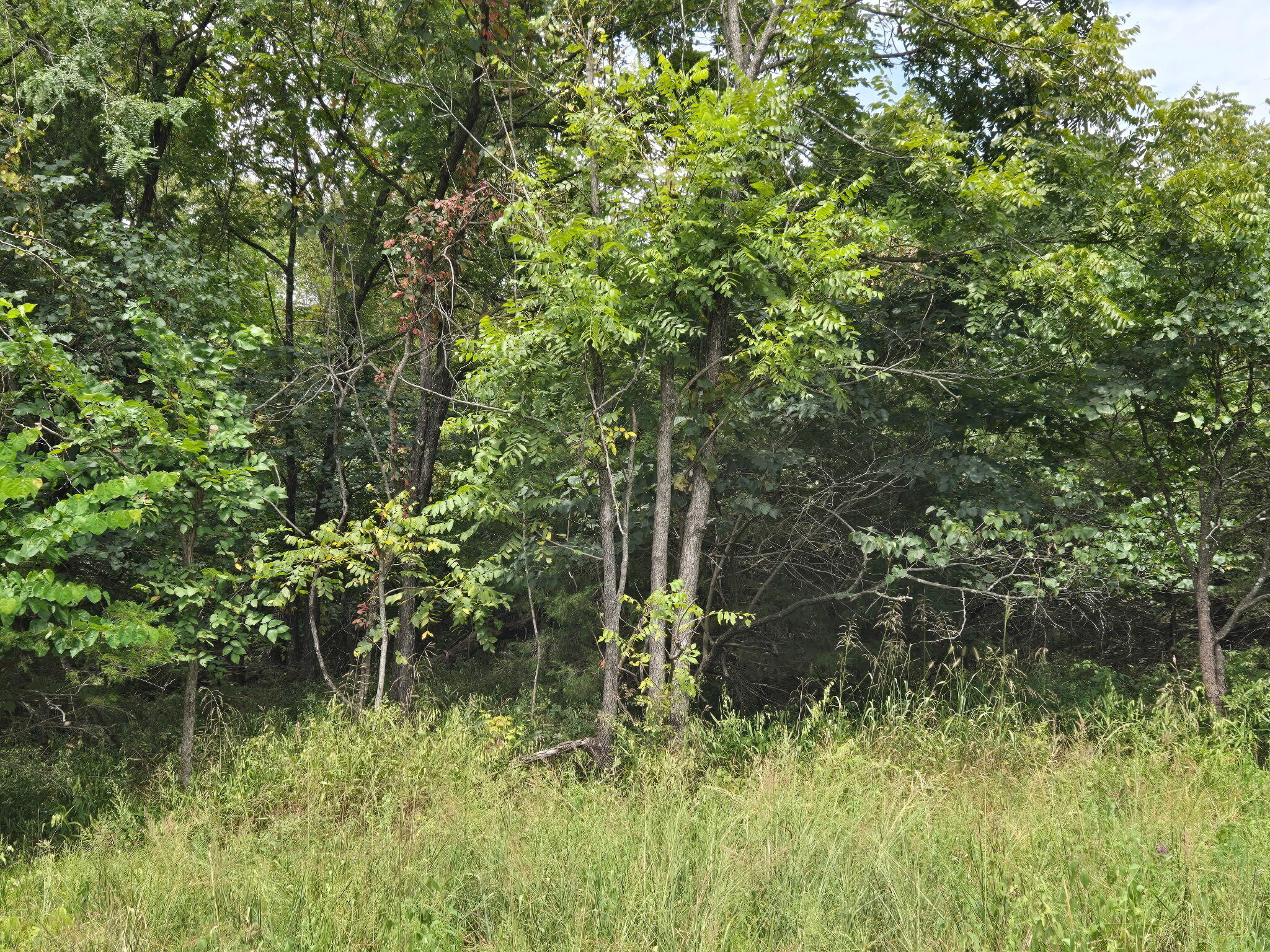 Photo 13 - Land for sale – 00  Hico Road  Long Lane, MO