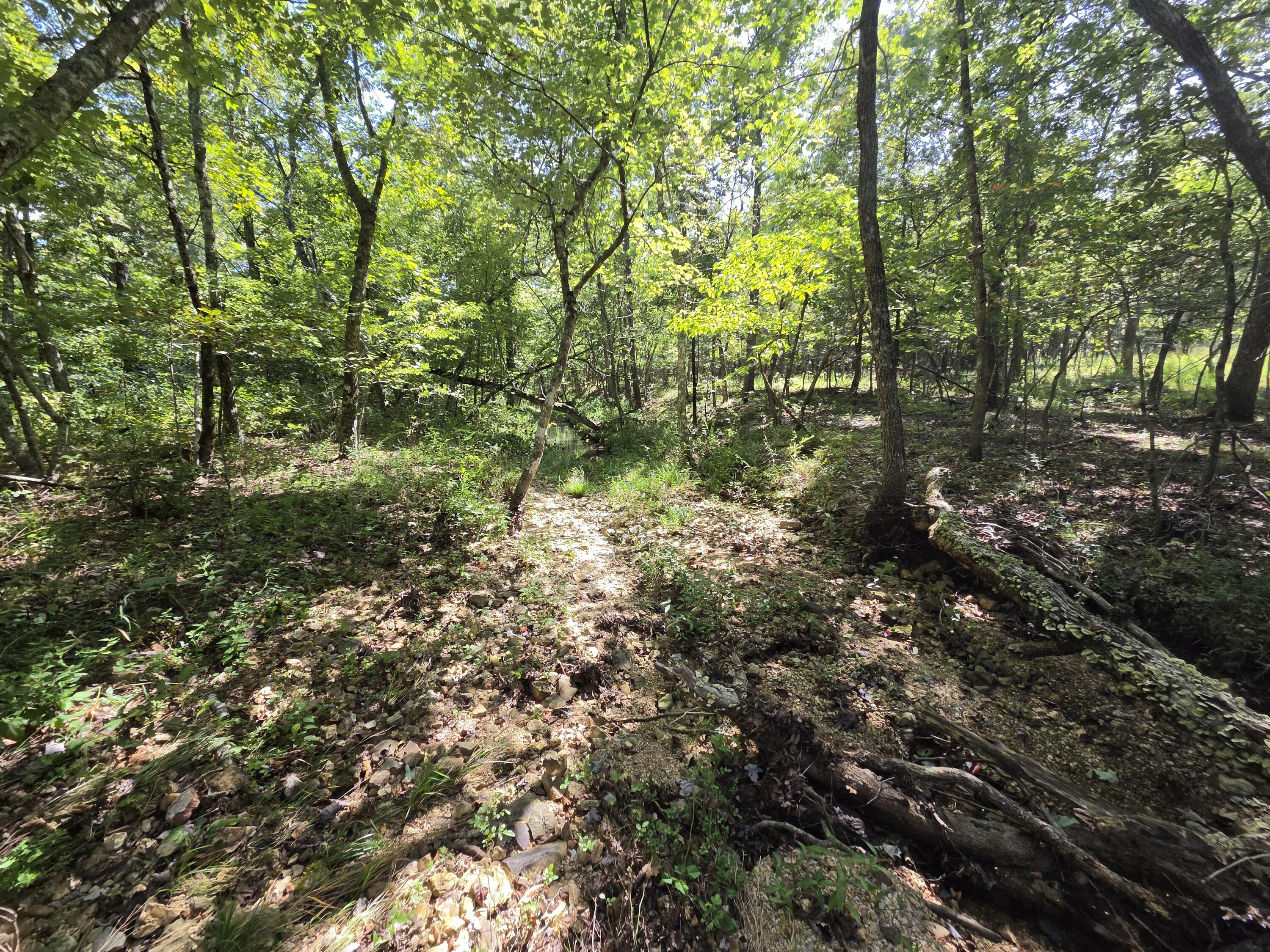 Photo 47 - Land for sale – 000  County Road 1990   Willow Springs, MO
