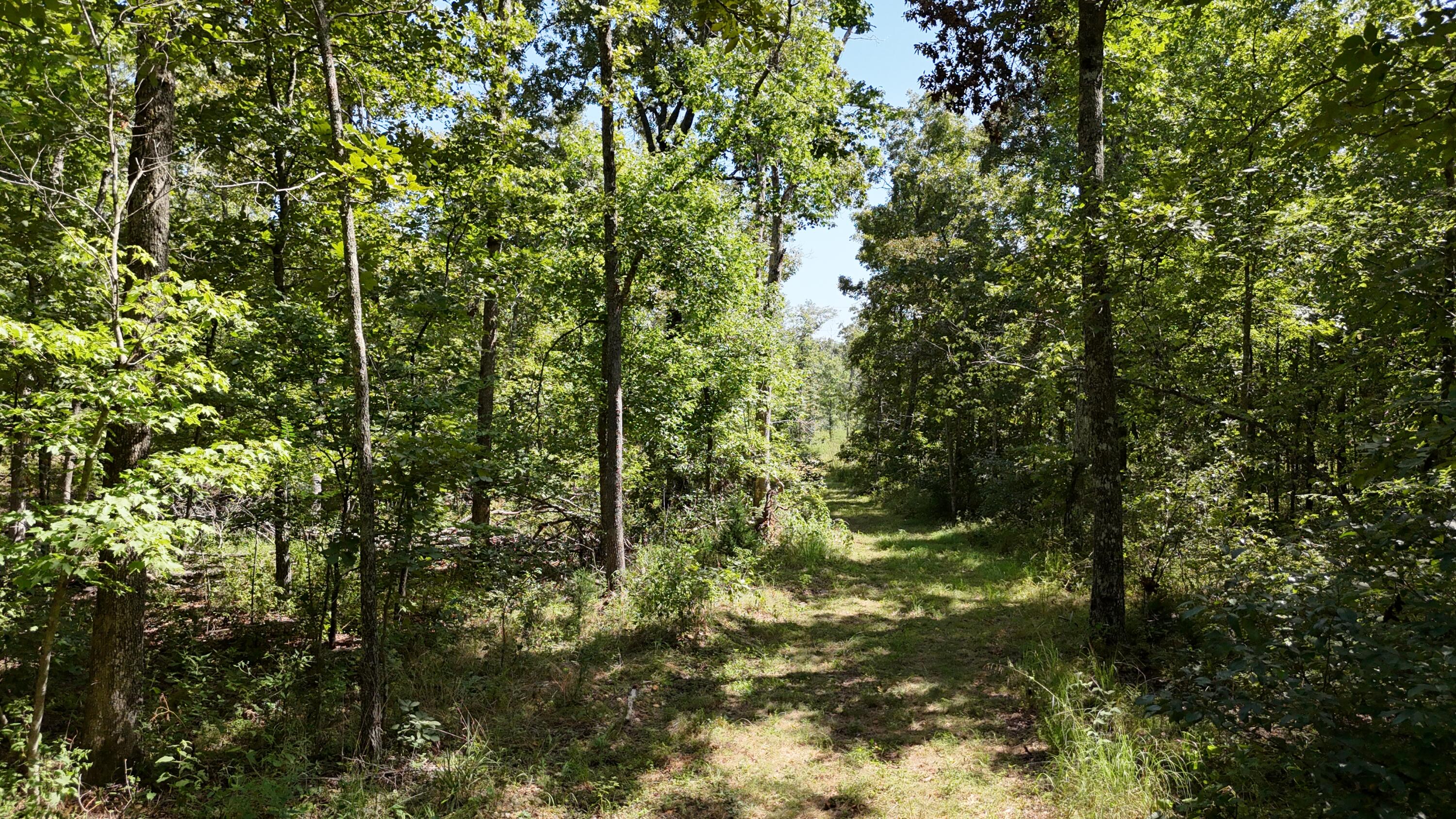 Photo 28 - Land for sale – 000  County Road 1990   Willow Springs, MO