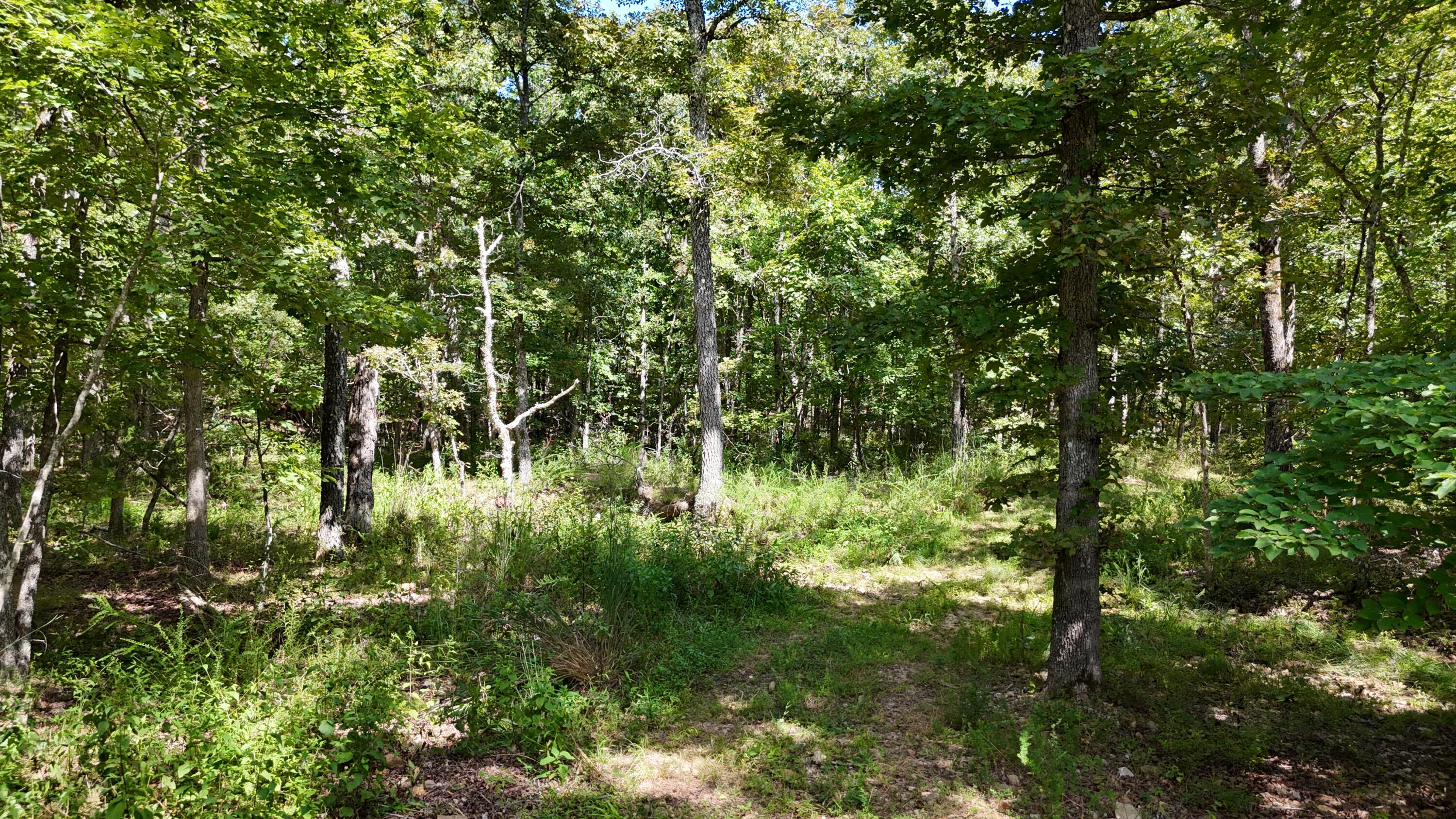 Photo 29 - Land for sale – 000  County Road 1990   Willow Springs, MO