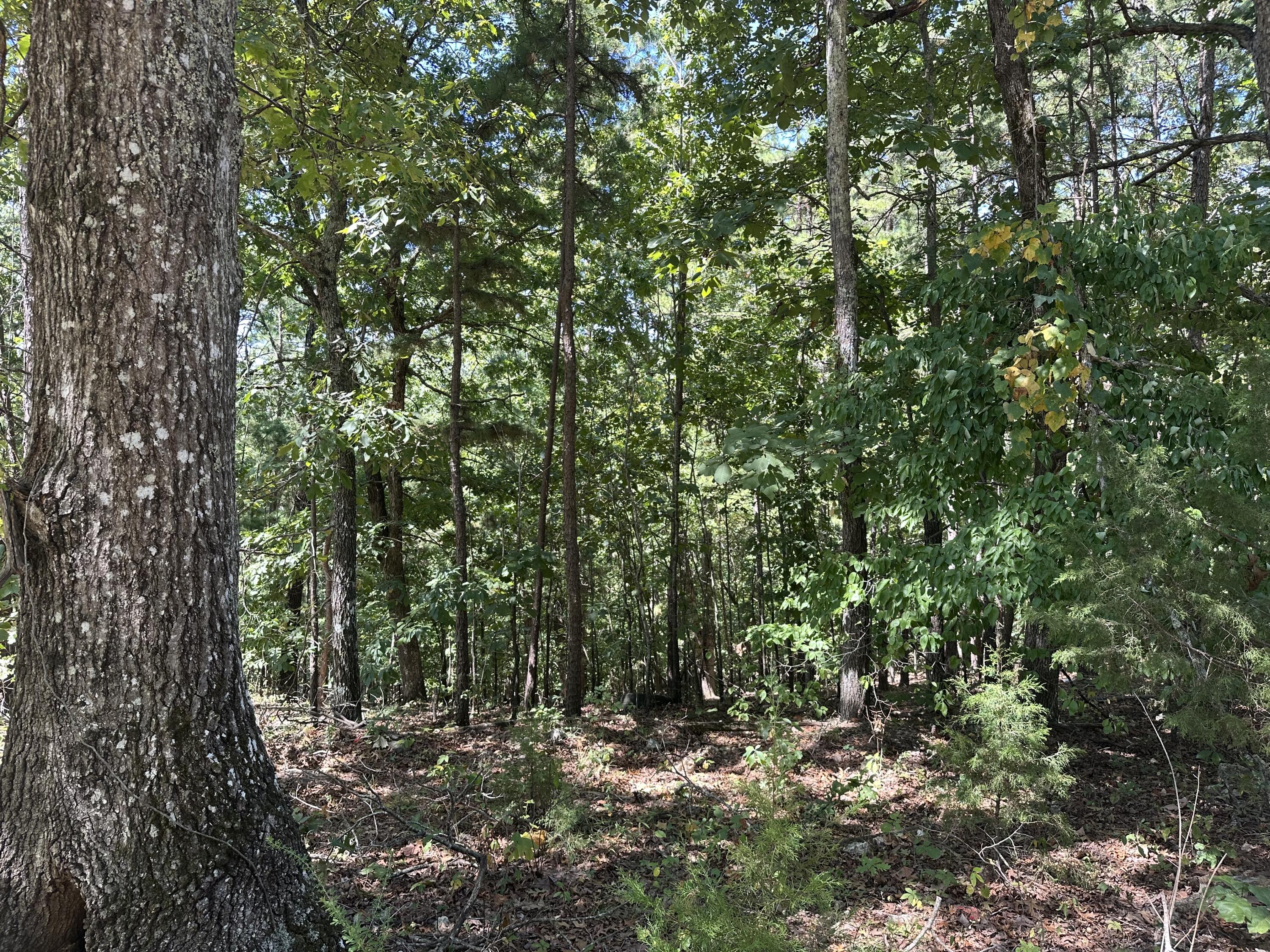 Photo 5 - Land for sale – 000  Payton Place Drive  Van Buren, MO