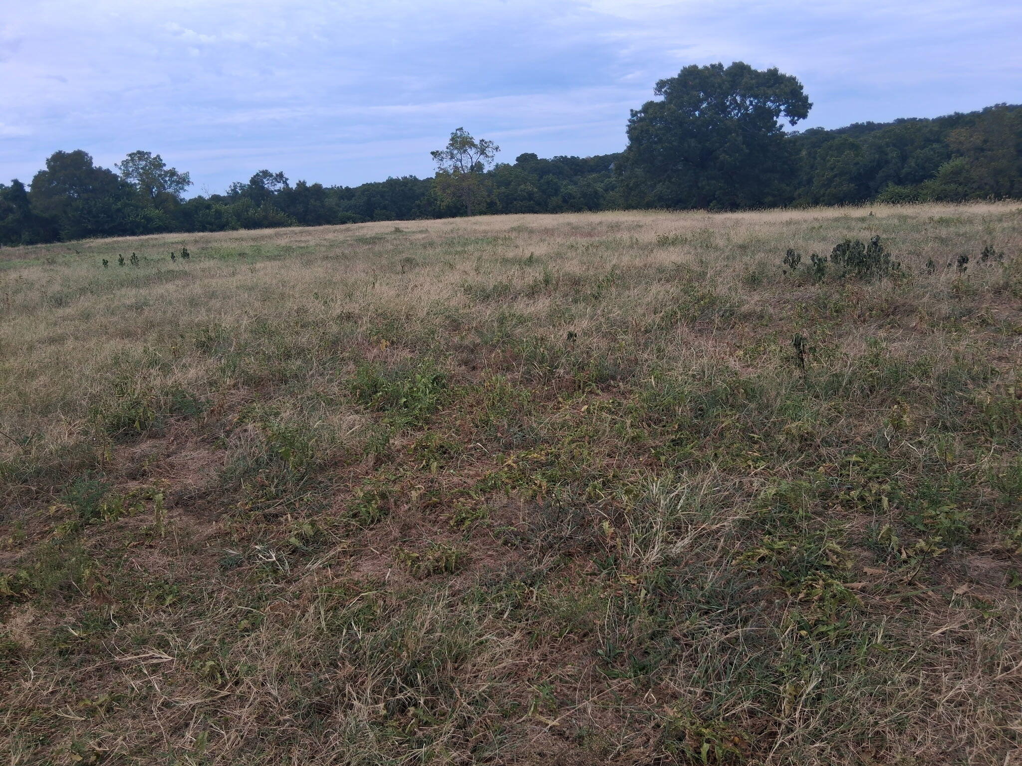 Land for sale – 000  Tbd   Washburn, MO