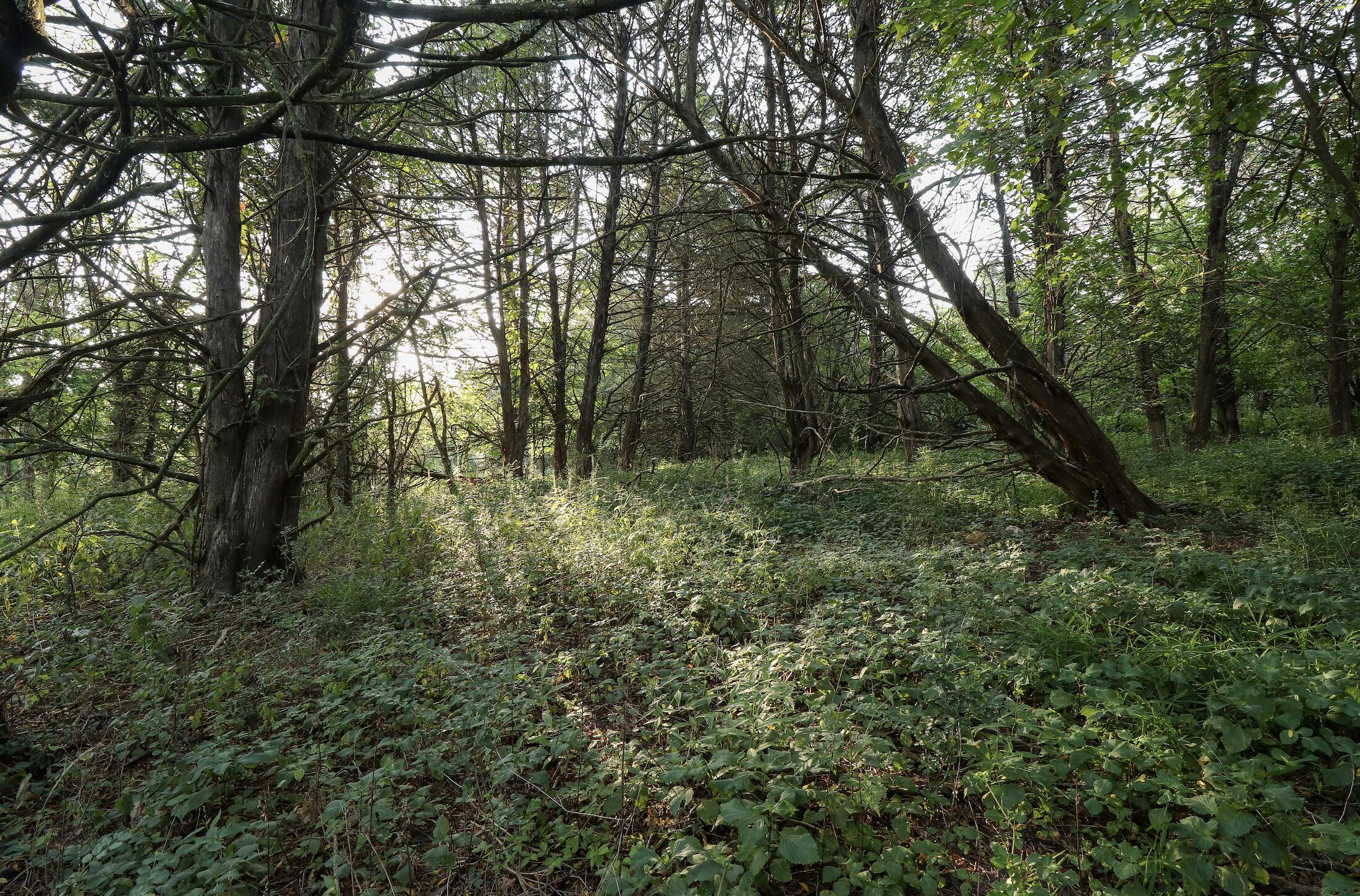 Photo 32 - Land for sale – 000  Quiet Acres Road  Lampe, MO