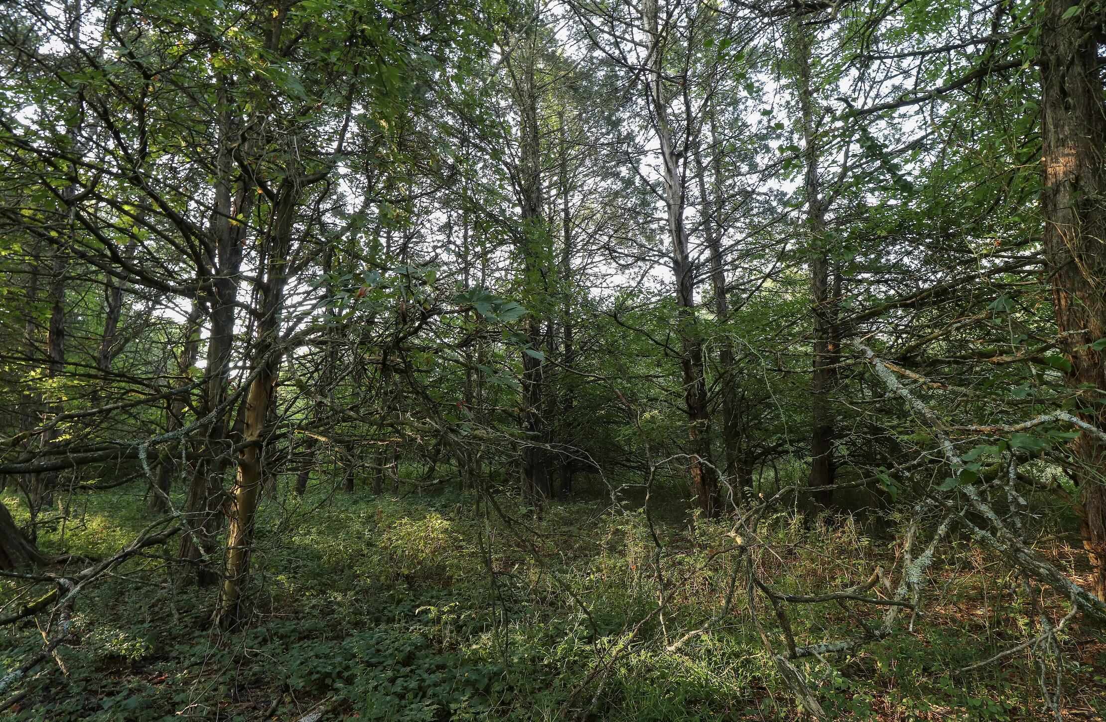 Photo 33 - Land for sale – 000  Quiet Acres Road  Lampe, MO