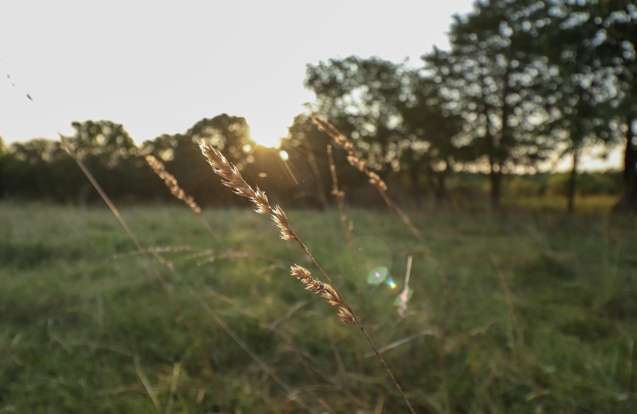 Photo 14 - Land for sale – 000  Quiet Acres Road  Lampe, MO