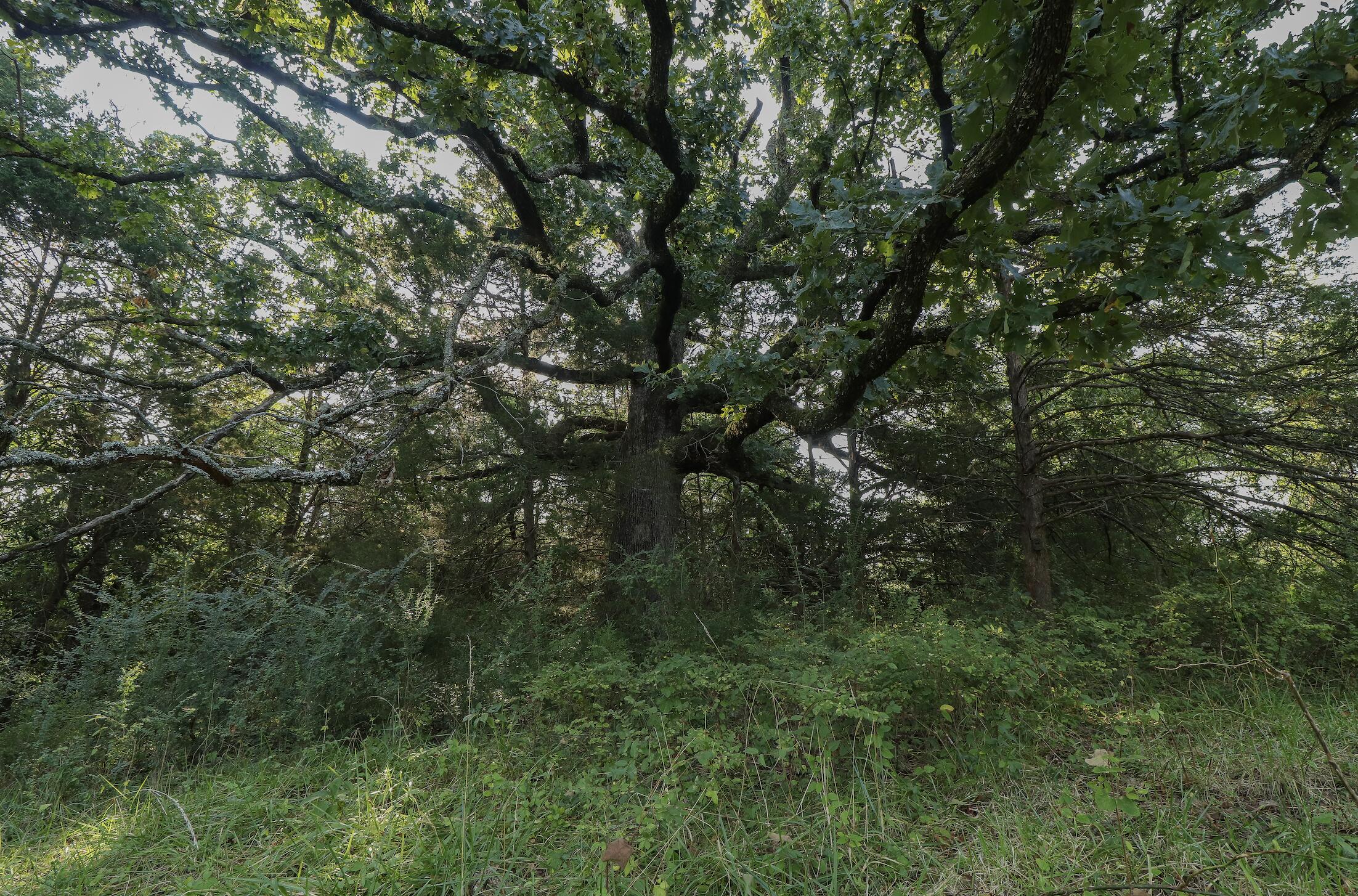 Photo 18 - Land for sale – 000  Quiet Acres Road  Lampe, MO