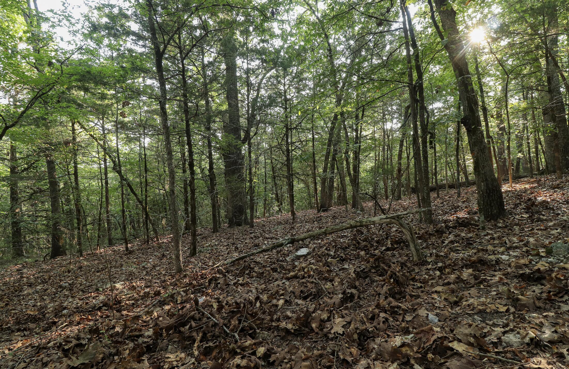 Photo 26 - Land for sale – 000  Quiet Acres Road  Lampe, MO