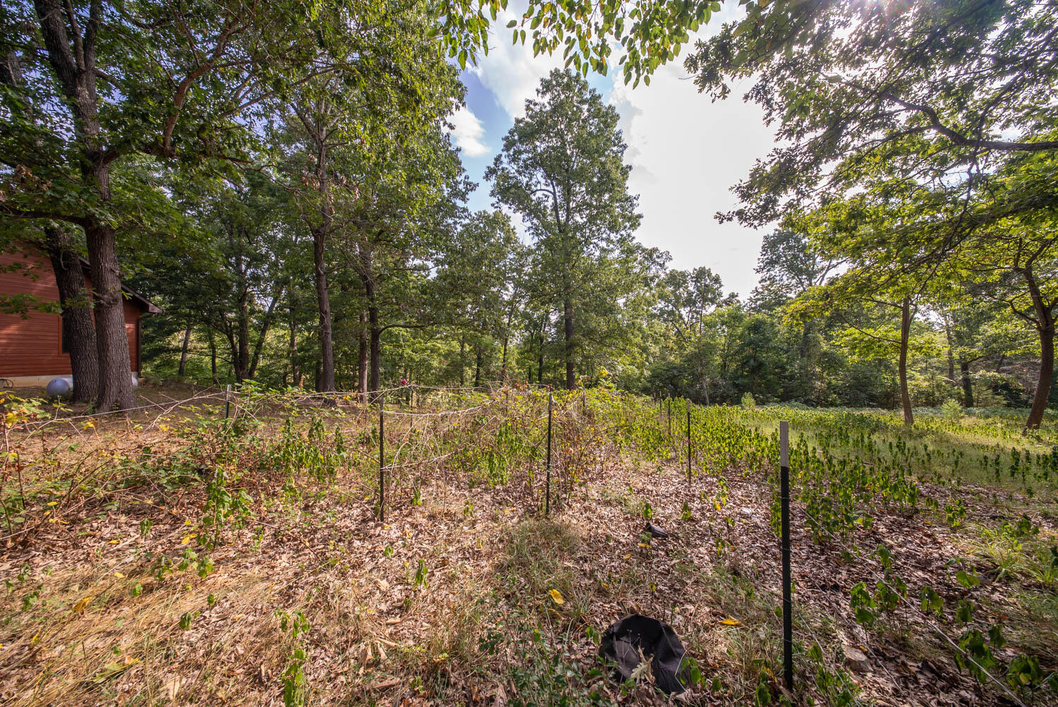 Photo 55 - Residential for sale – 84  County Road 385   Koshkonong, MO