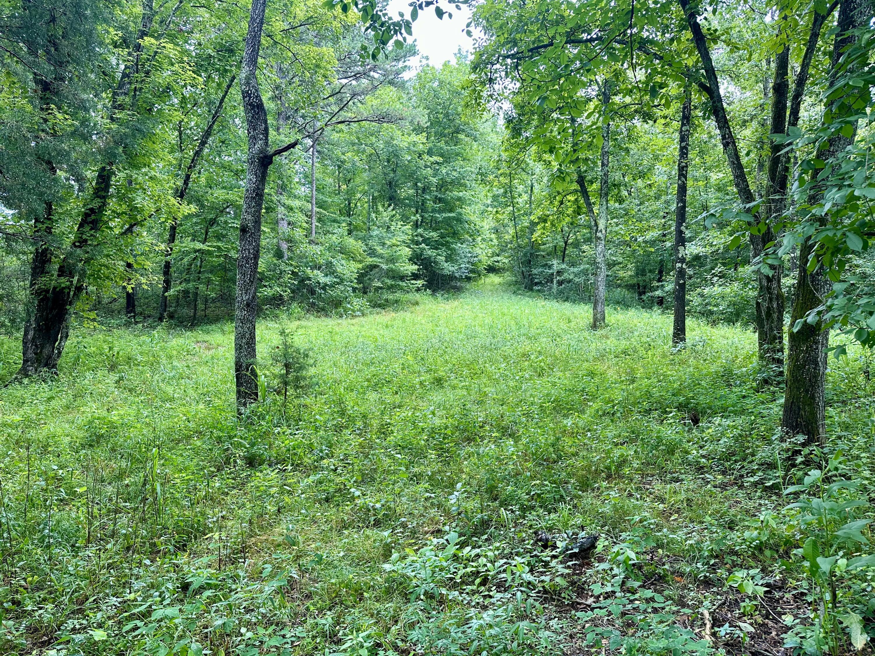Photo 7 - Land for sale – 000  County Road 309   Van Buren, MO