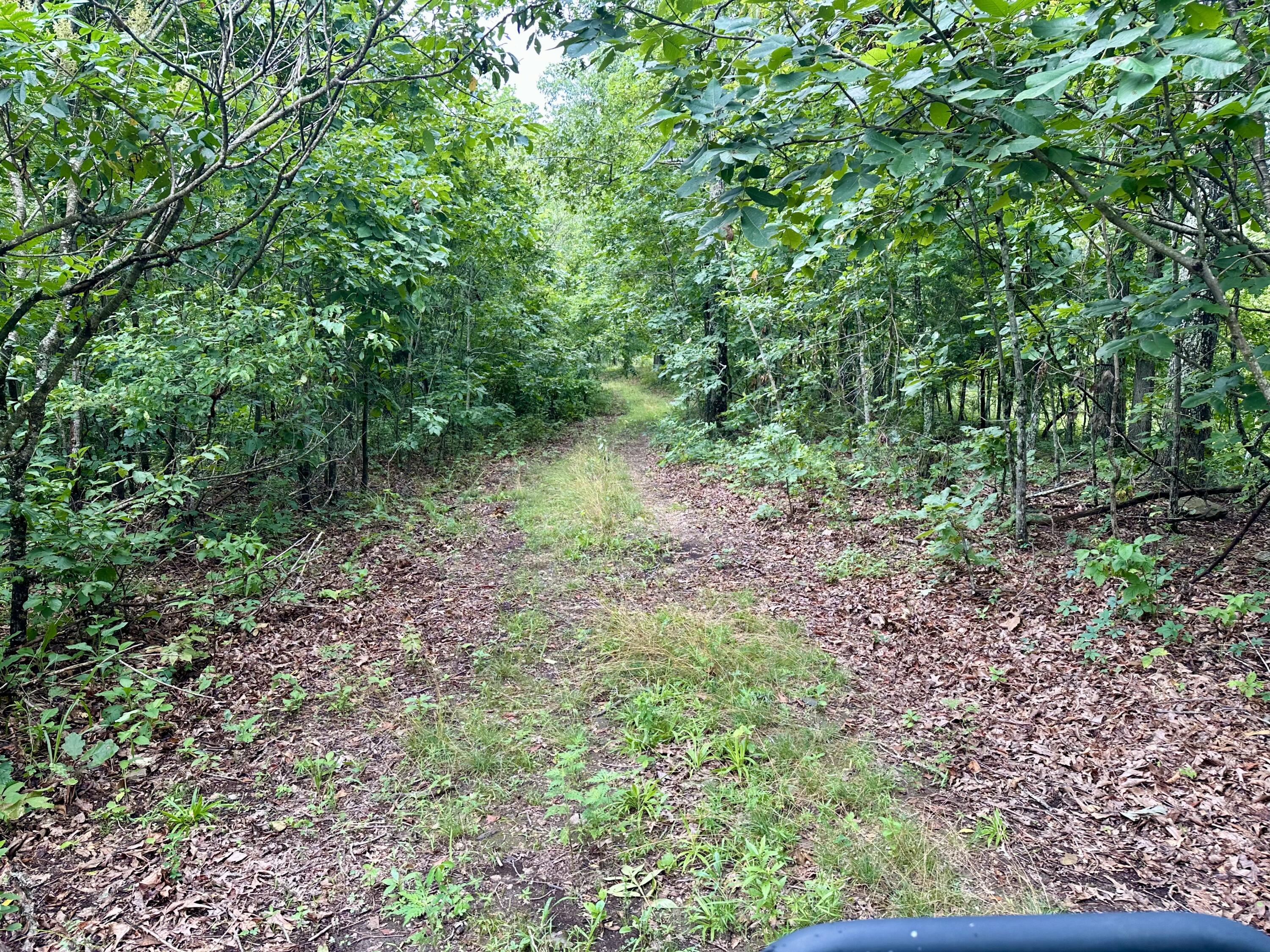 Photo 8 - Land for sale – 000  County Road 309   Van Buren, MO