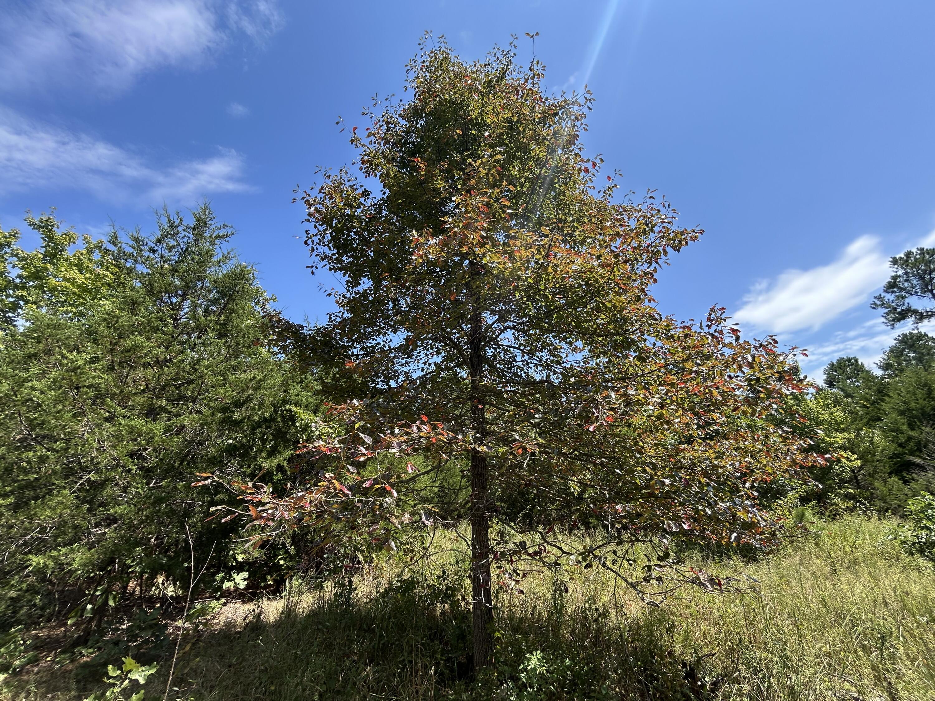 Photo 9 - Land for sale – 10720  Sackett Road  Licking, MO