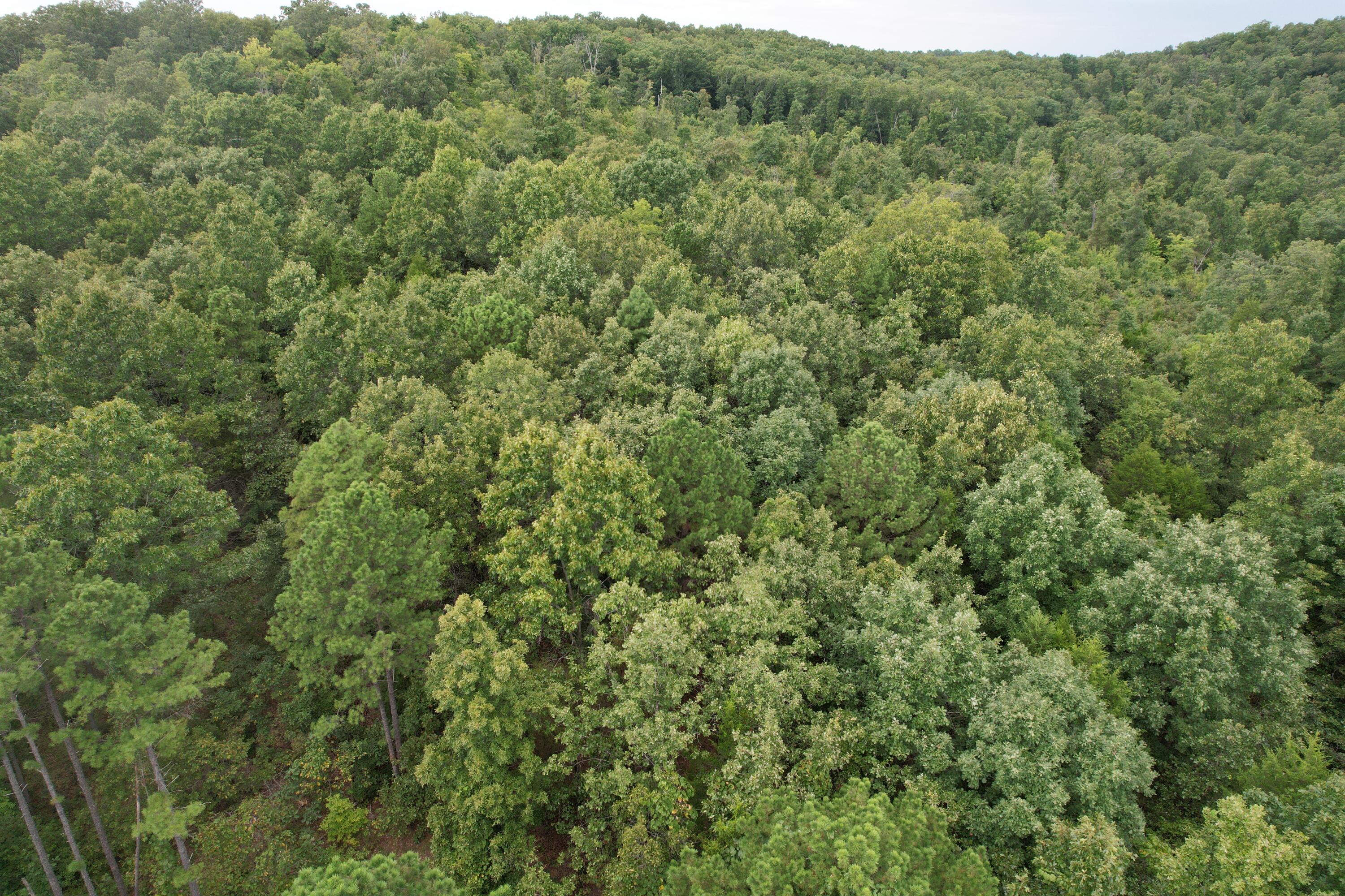 Photo 21 - Land for sale – 000  County Road 76-126   Ava, MO