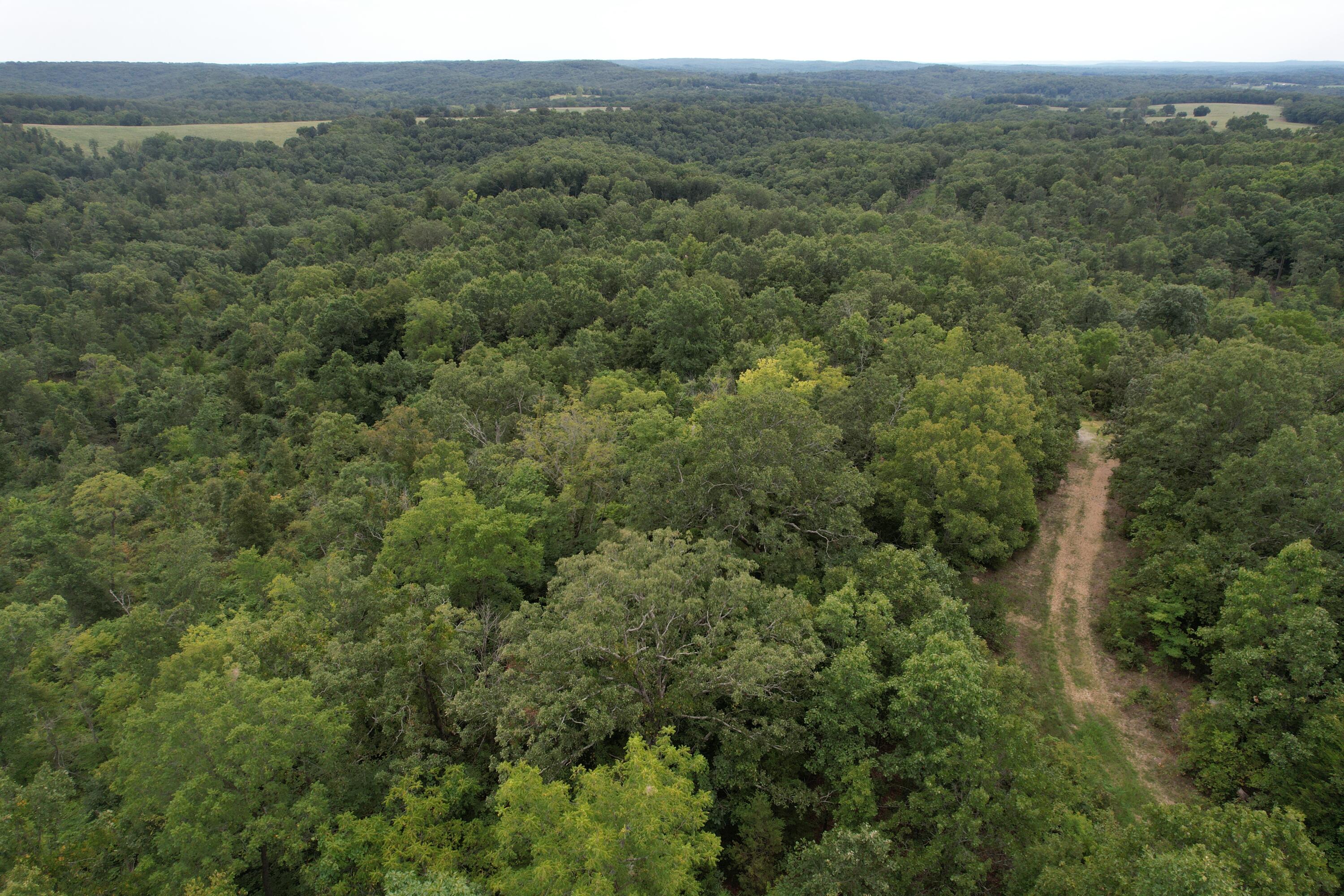 Photo 7 - Land for sale – 000  County Road 76-126   Ava, MO