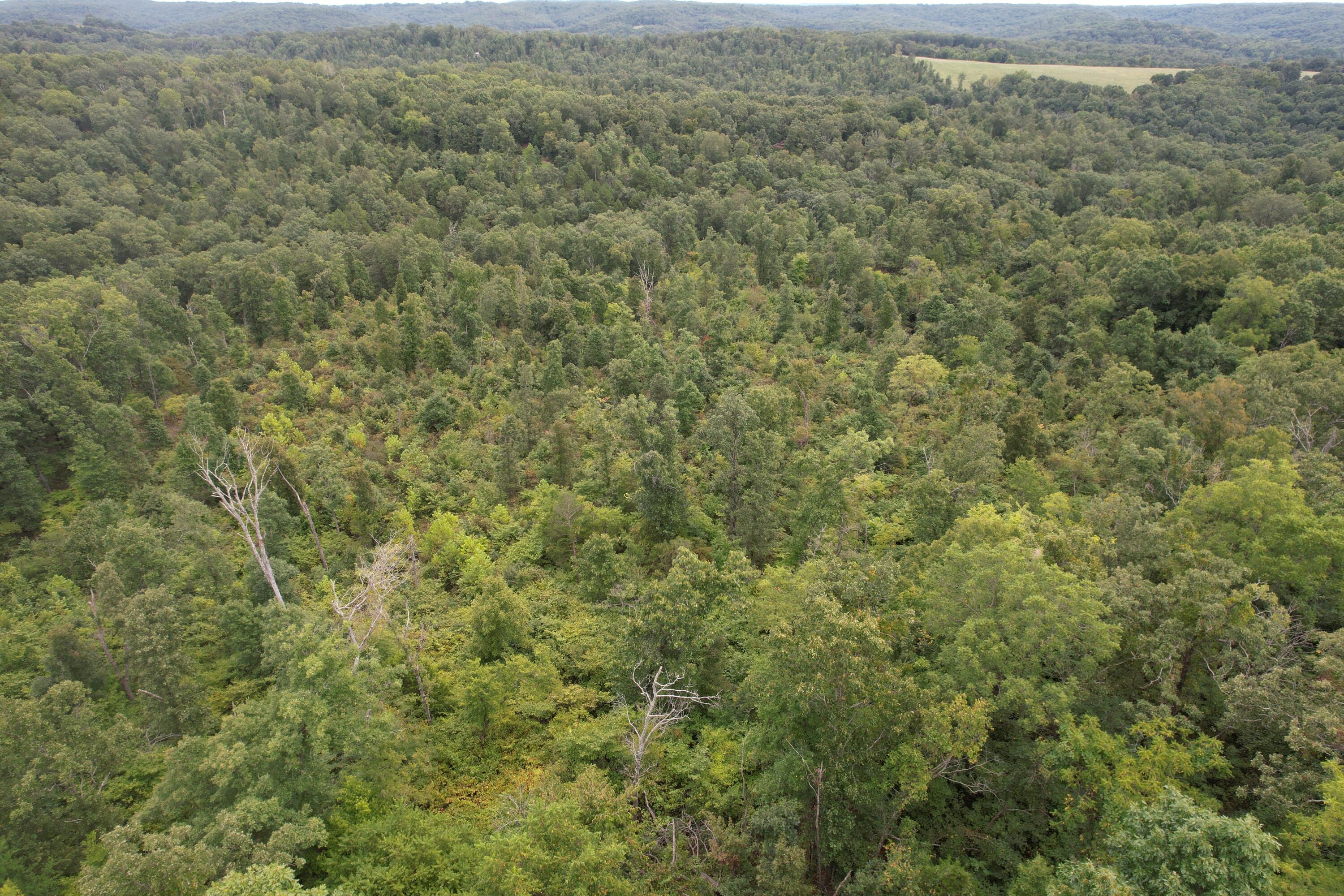 Photo 11 - Land for sale – 000  County Road 76-126   Ava, MO