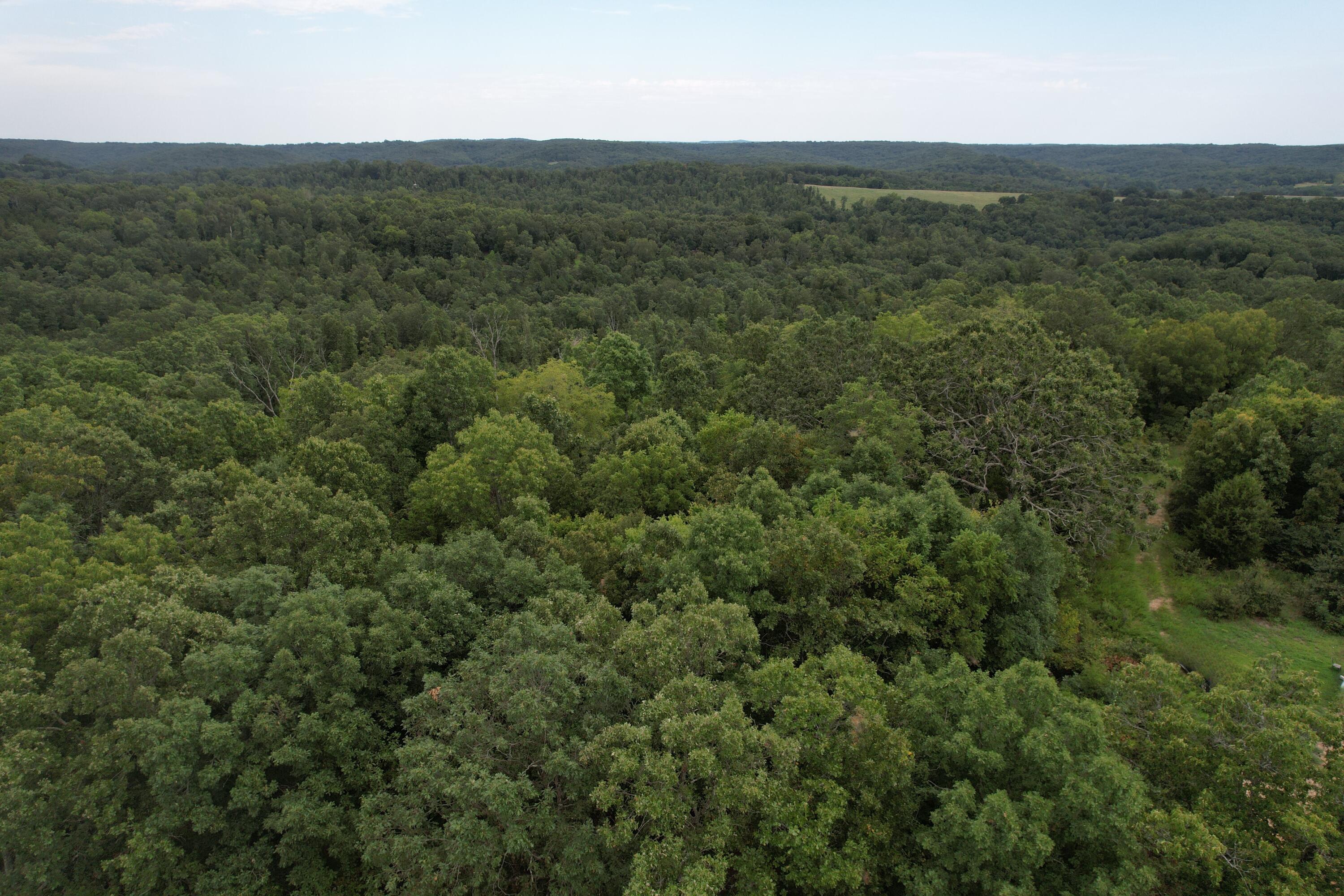 Photo 2 - Land for sale – 000  County Road 76-126   Ava, MO