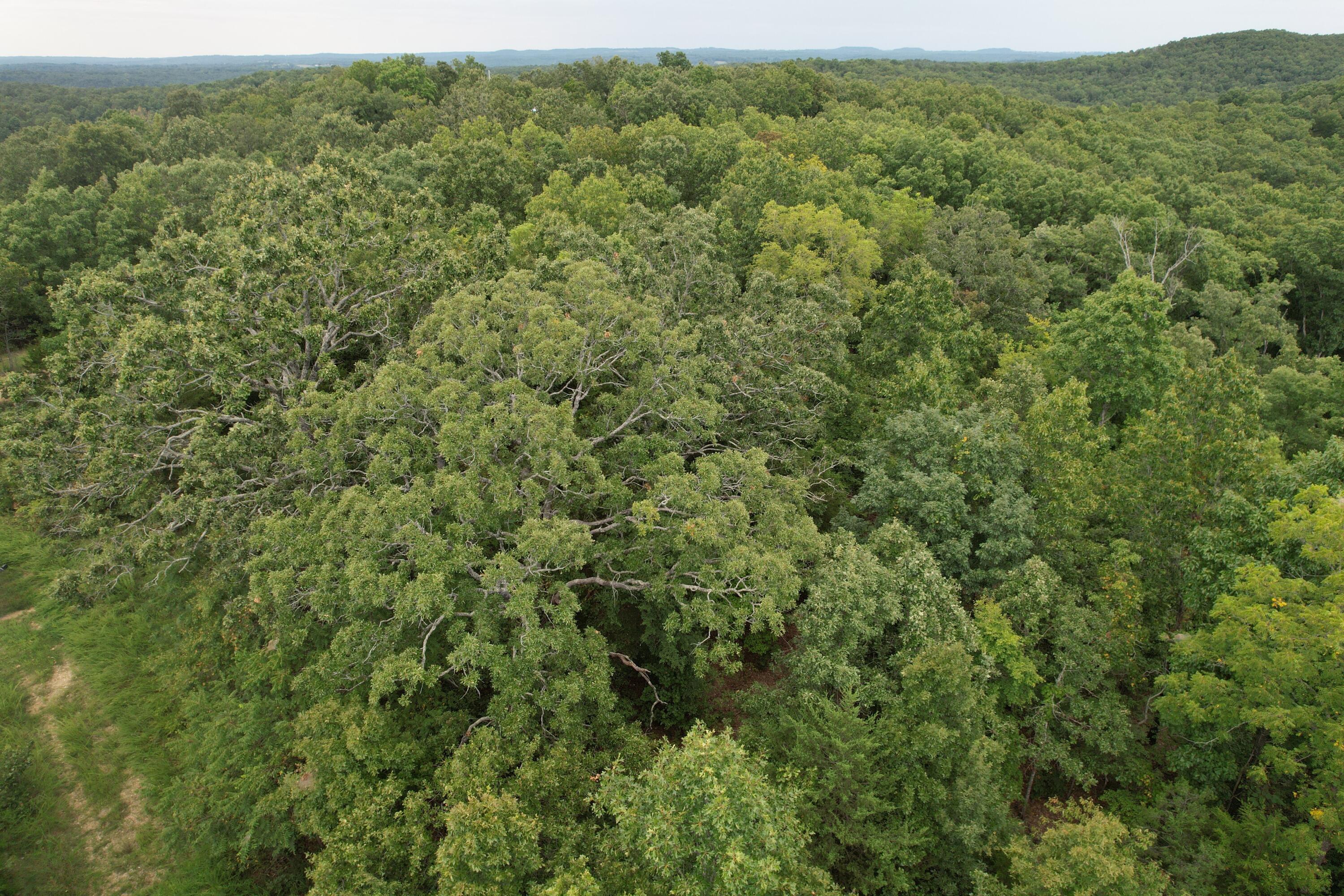 Photo 28 - Land for sale – 000  County Road 76-126   Ava, MO
