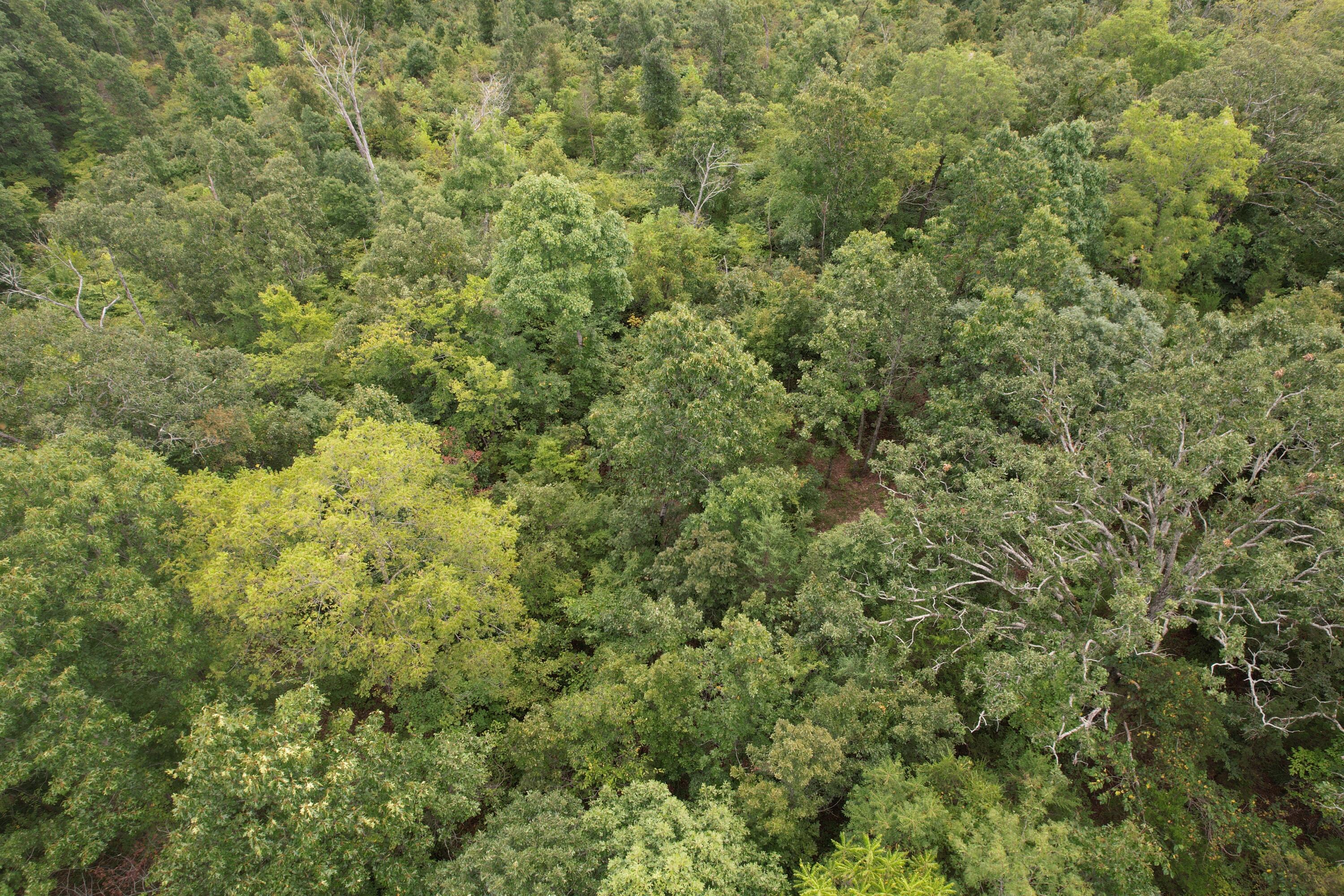 Photo 5 - Land for sale – 000  County Road 76-126   Ava, MO