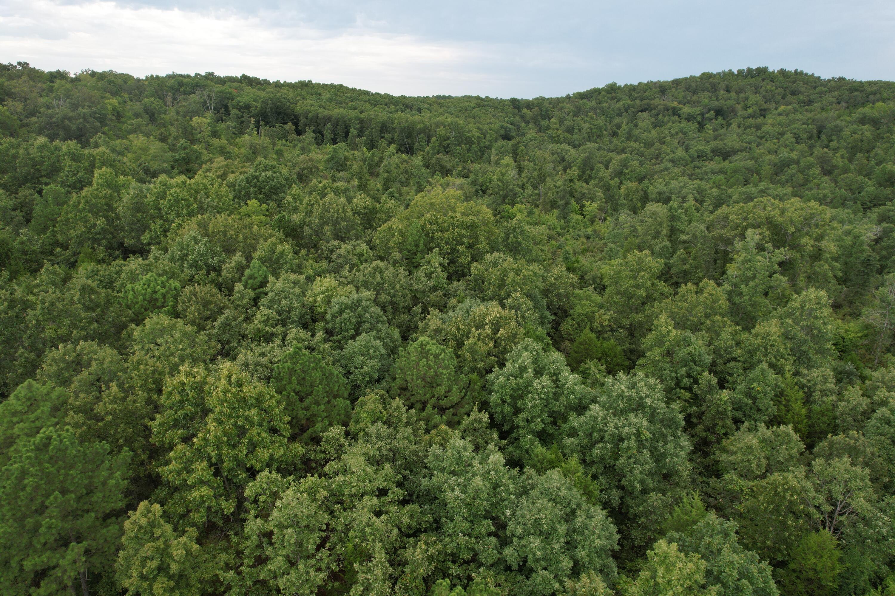 Photo 20 - Land for sale – 000  County Road 76-126   Ava, MO