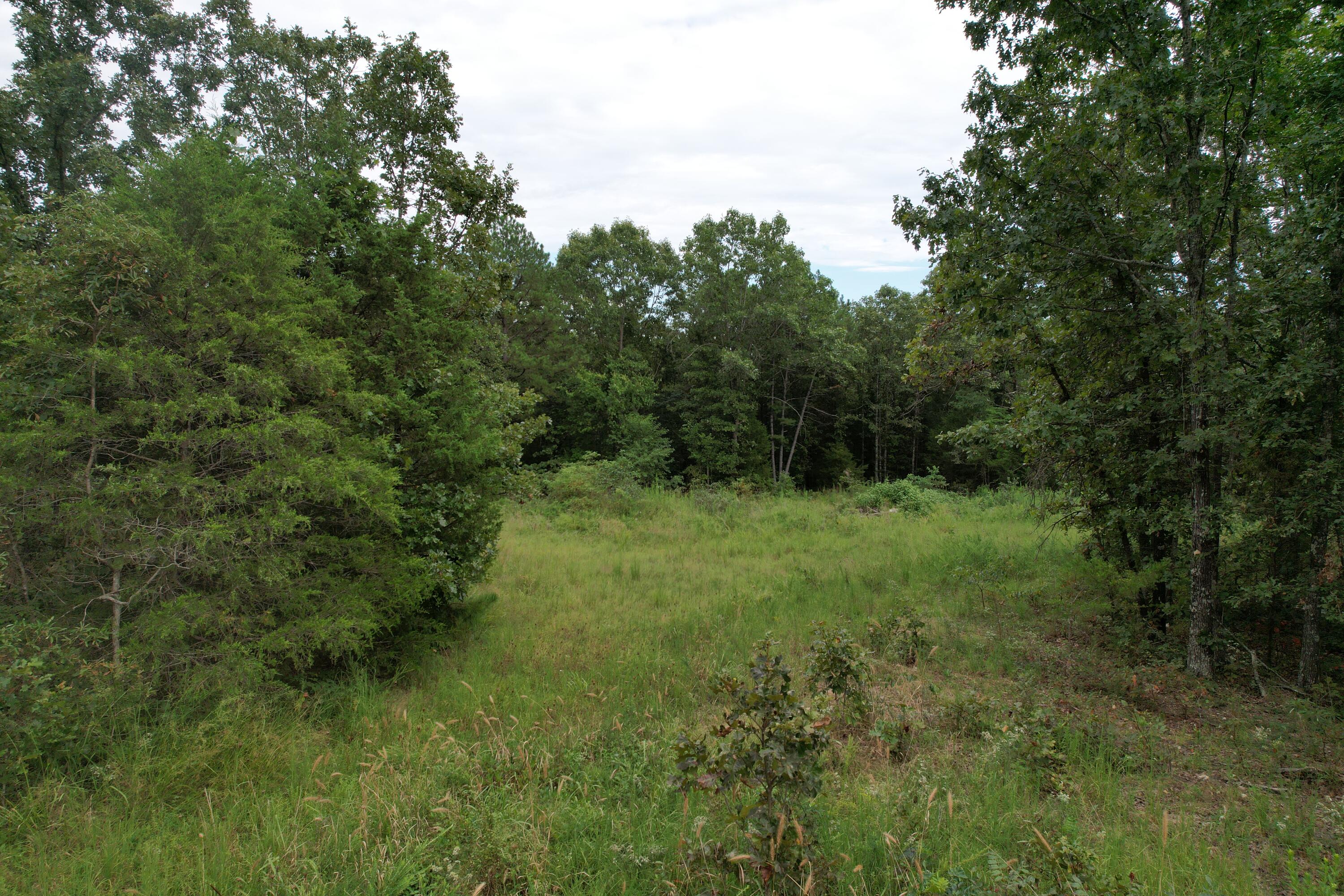 Photo 17 - Land for sale – 000  County Road 76-126   Ava, MO