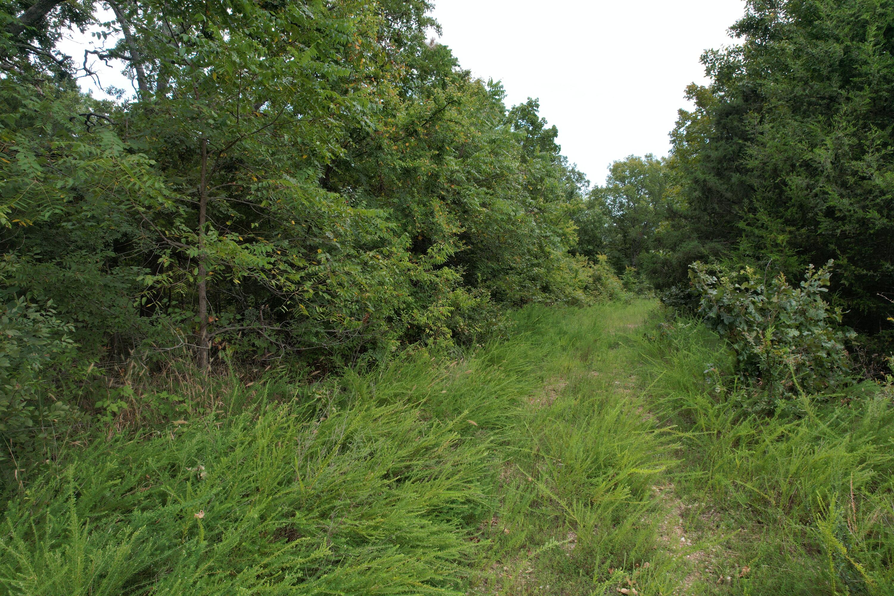 Photo 15 - Land for sale – 000  County Road 76-126   Ava, MO
