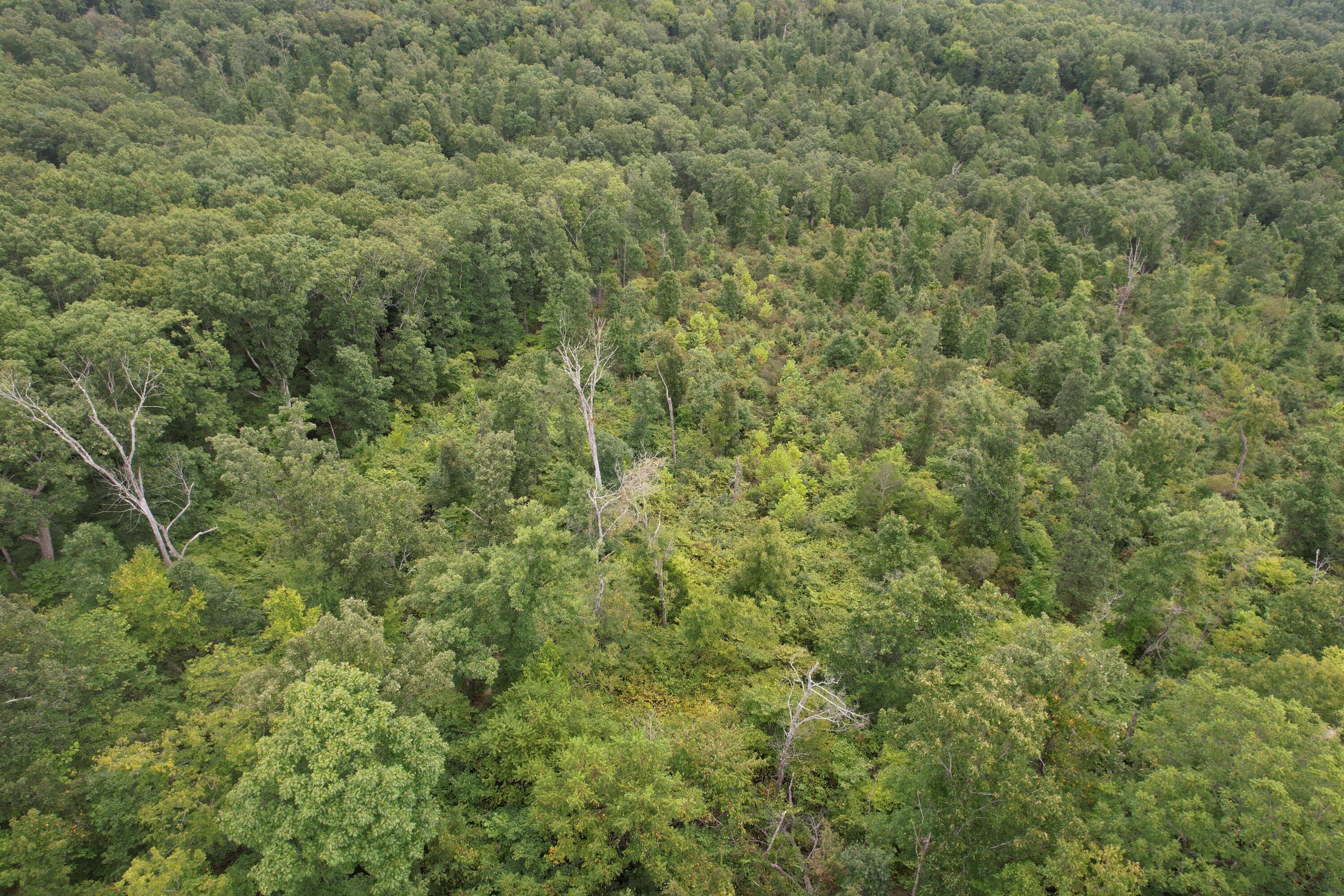 Photo 10 - Land for sale – 000  County Road 76-126   Ava, MO