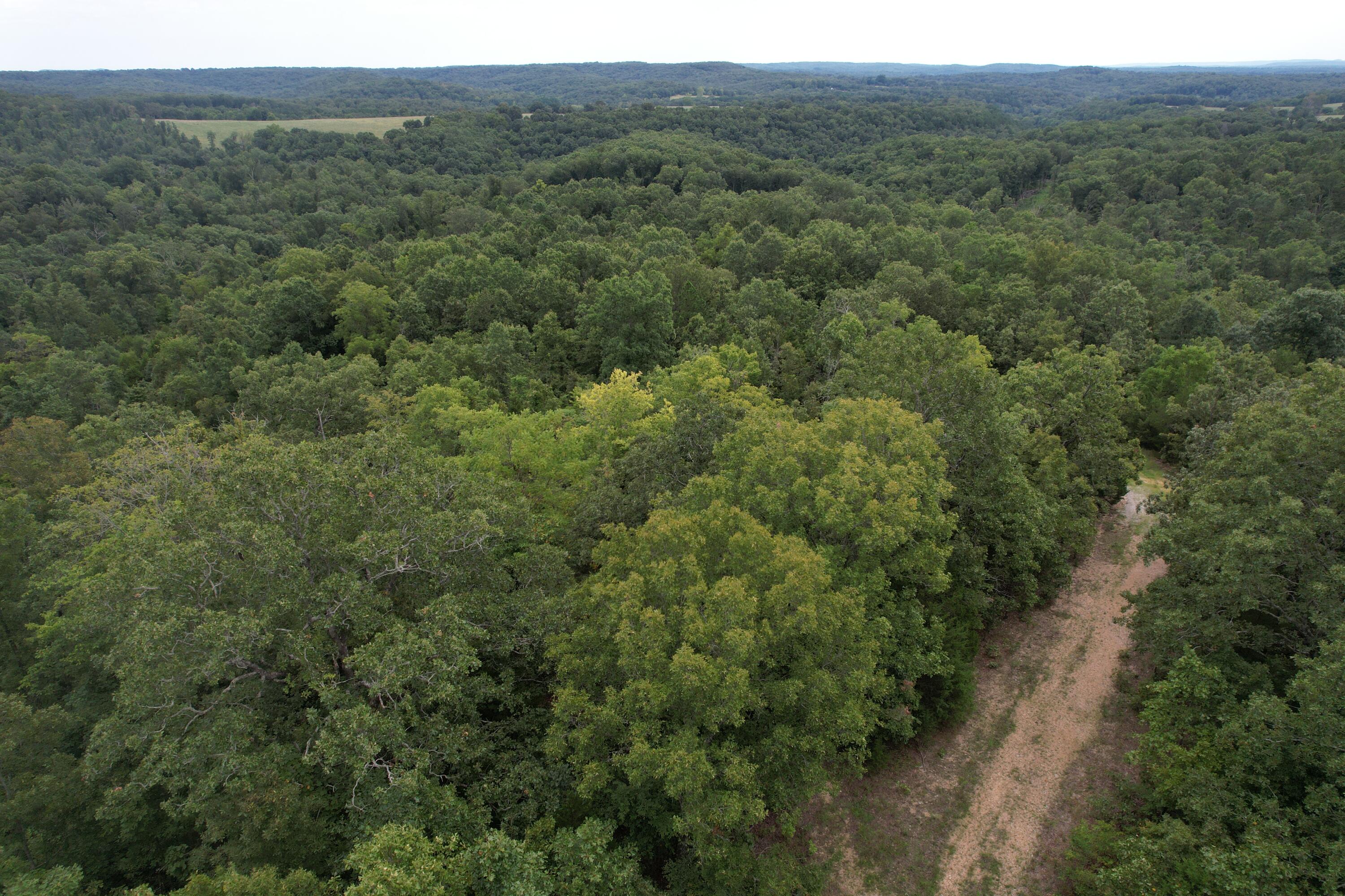 Photo 9 - Land for sale – 000  County Road 76-126   Ava, MO