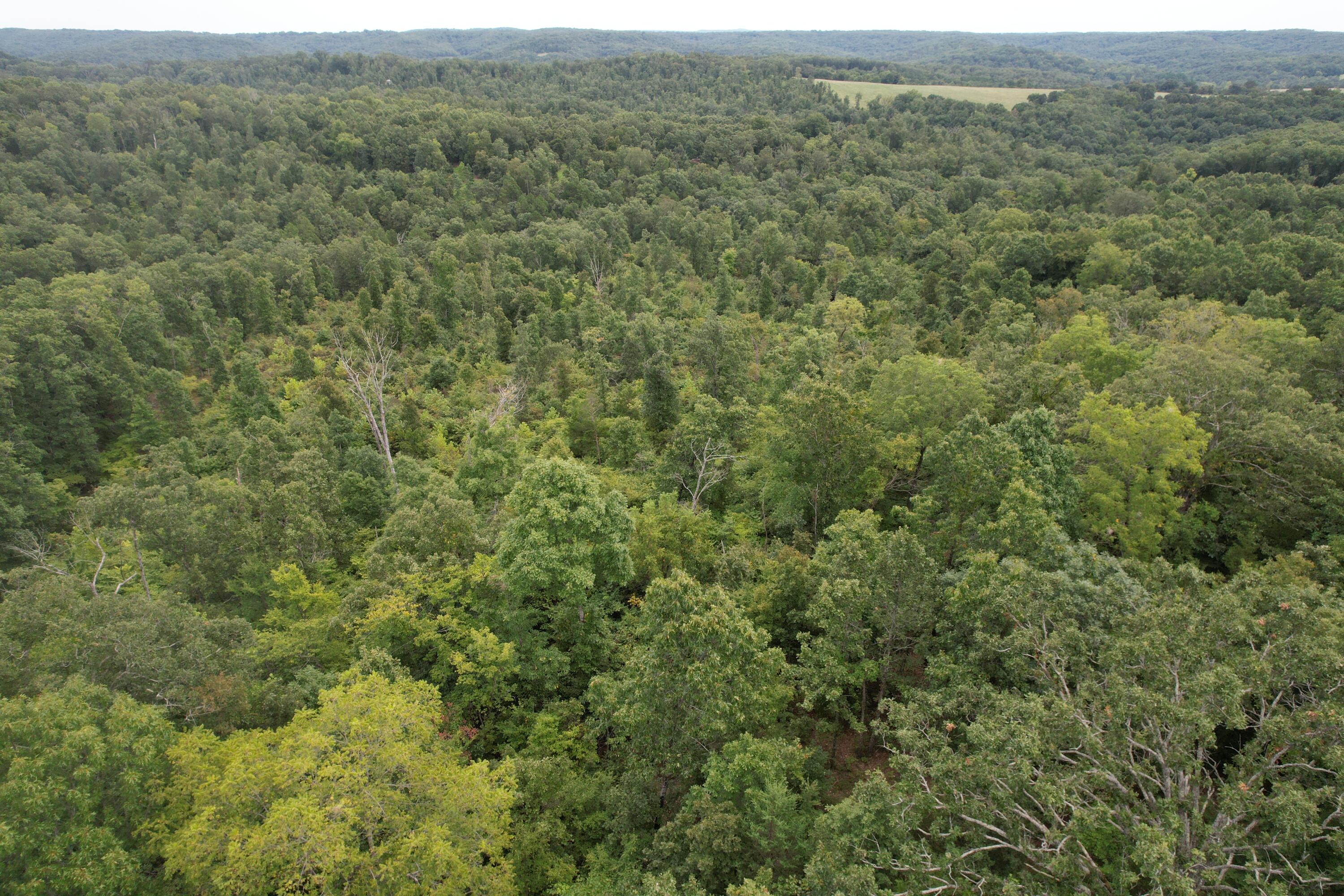 Photo 4 - Land for sale – 000  County Road 76-126   Ava, MO
