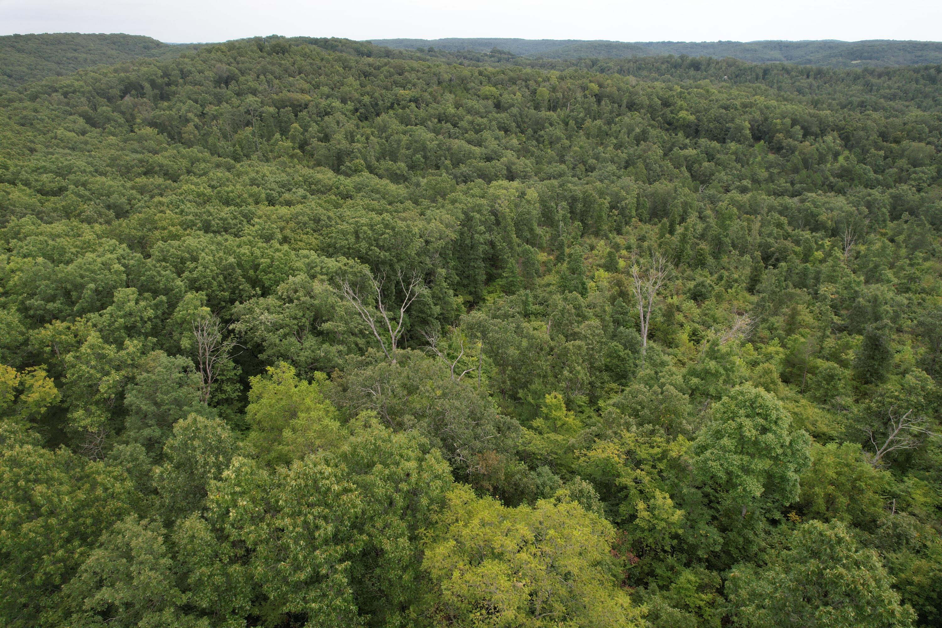Photo 6 - Land for sale – 000  County Road 76-126   Ava, MO