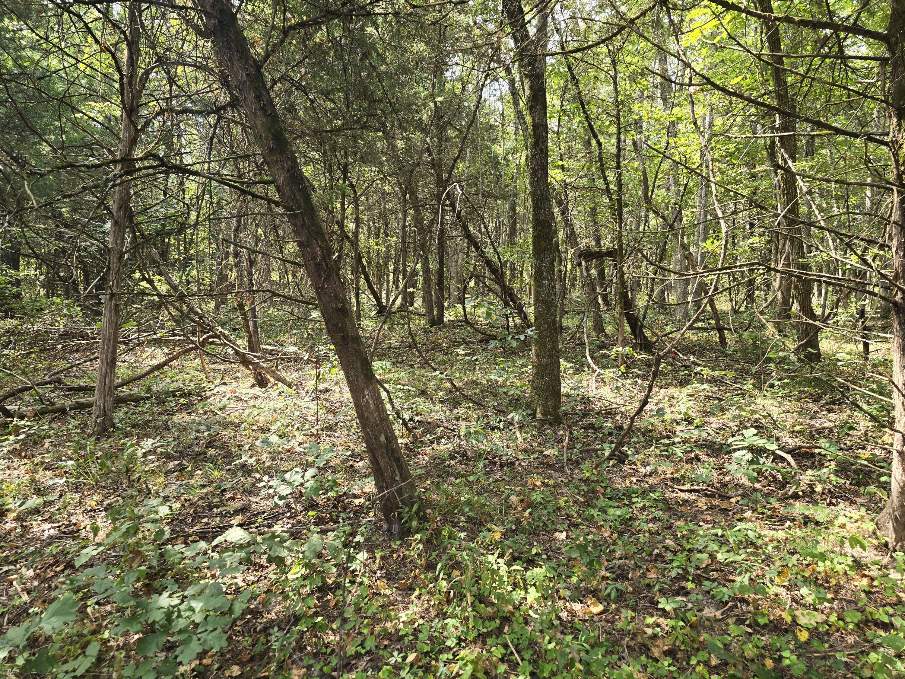 Photo 7 - Land for sale – 000  Tabasco Trail  Long Lane, MO