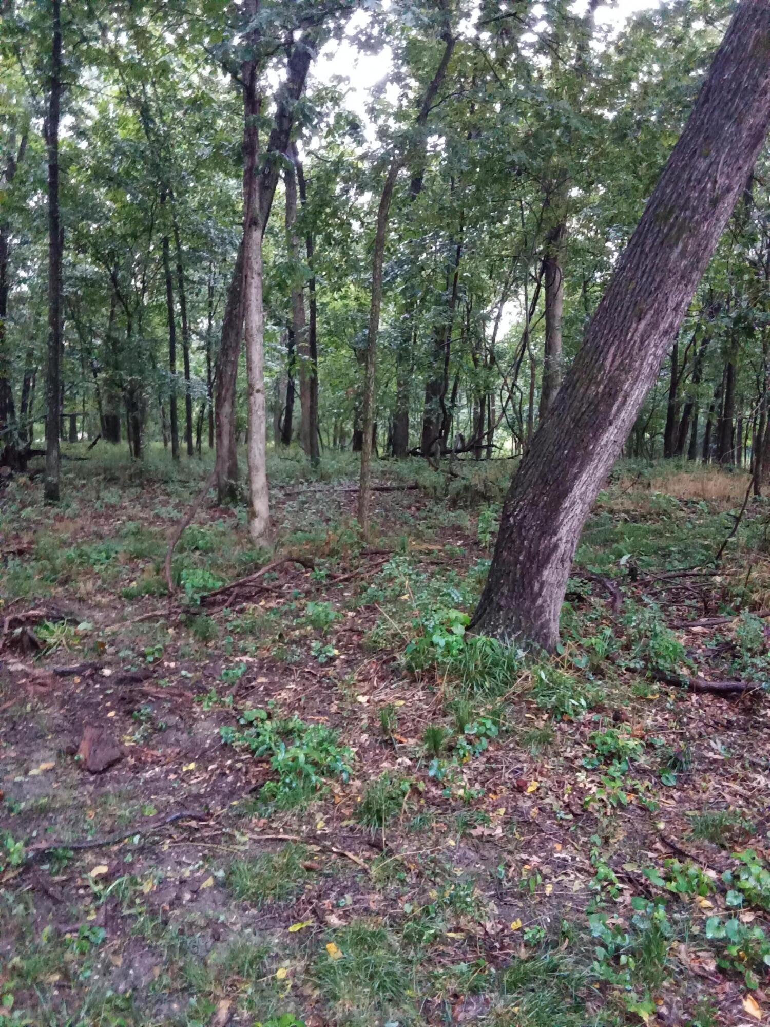 Photo 11 - Land for sale – 000  Fraker Road   Buffalo, MO