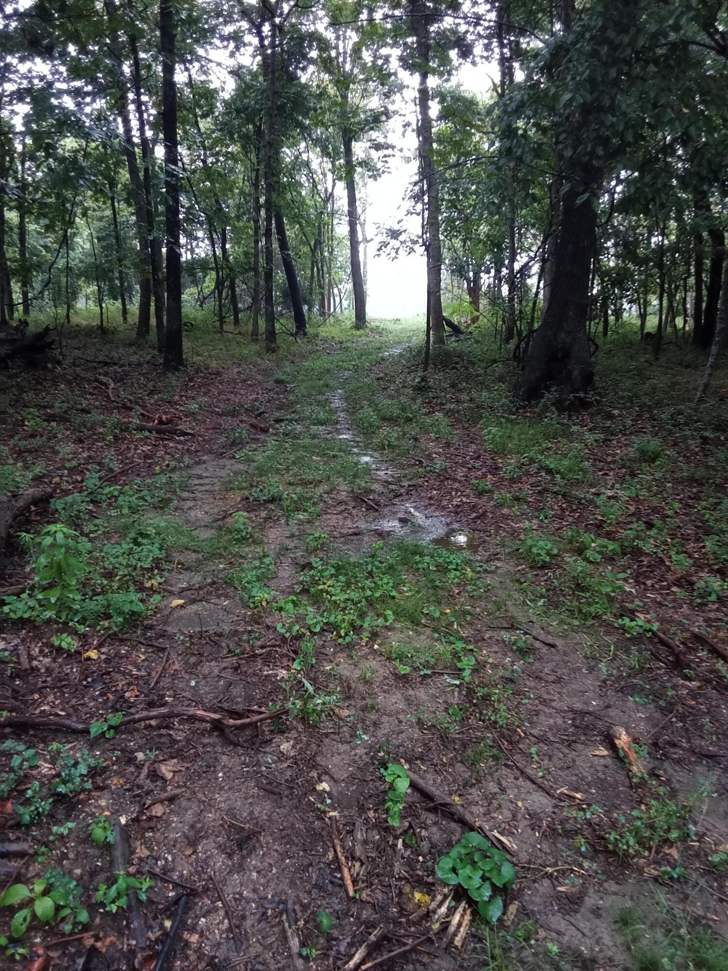 Photo 5 - Land for sale – 000  Fraker Road   Buffalo, MO