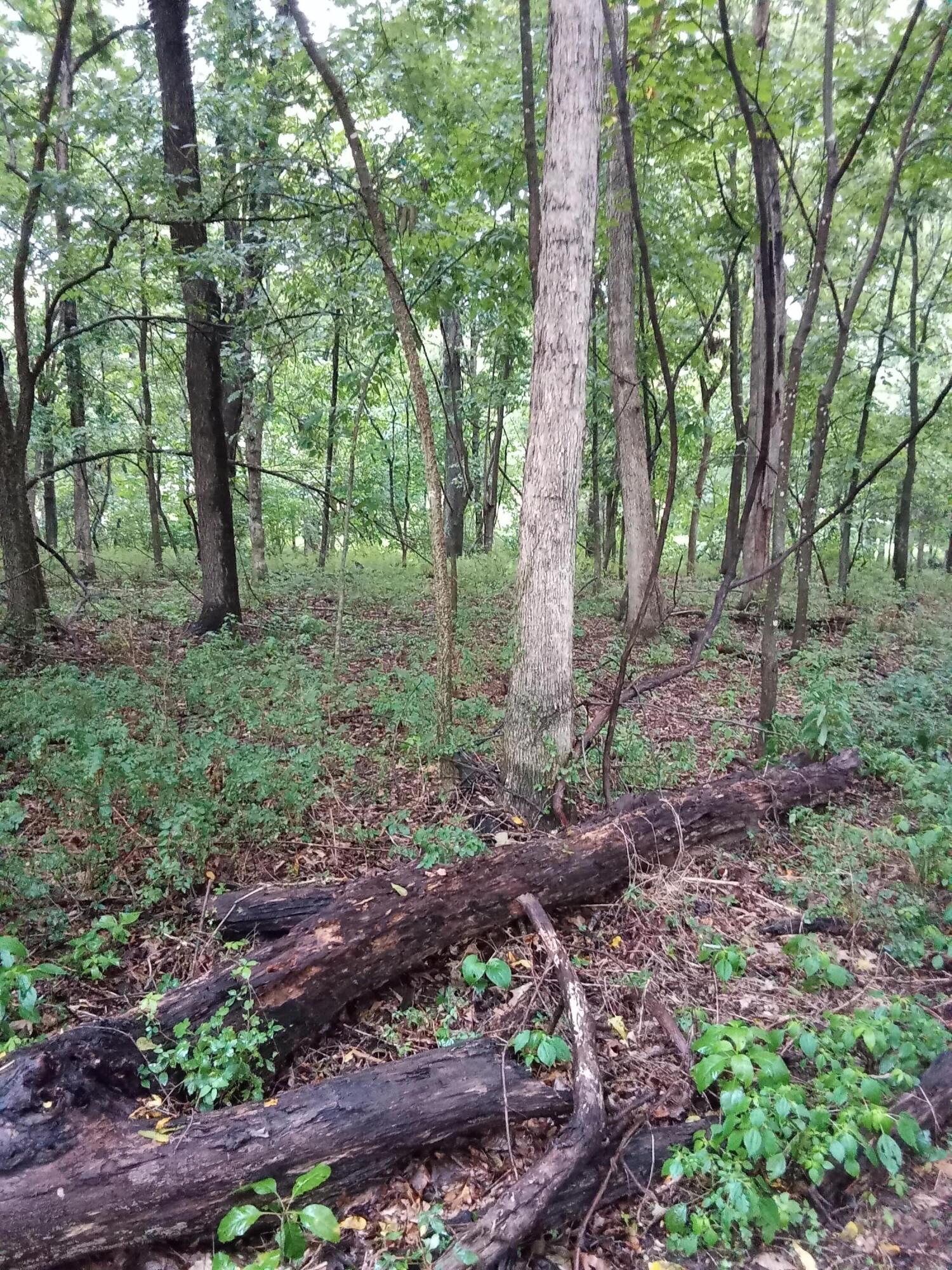 Photo 12 - Land for sale – 000  Fraker Road   Buffalo, MO