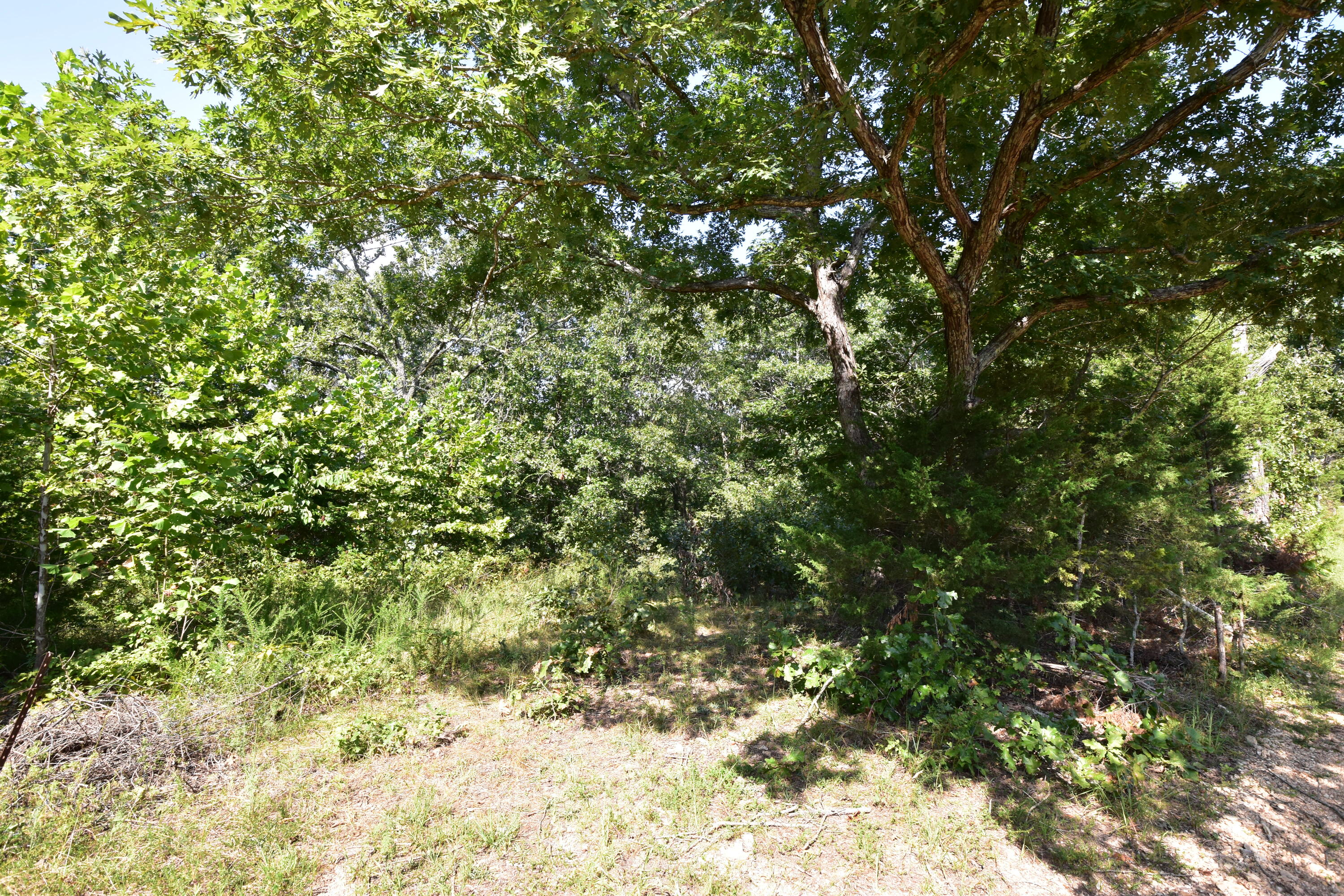 Photo 5 - Land for sale – 000  Deckard Road  Fordland, MO